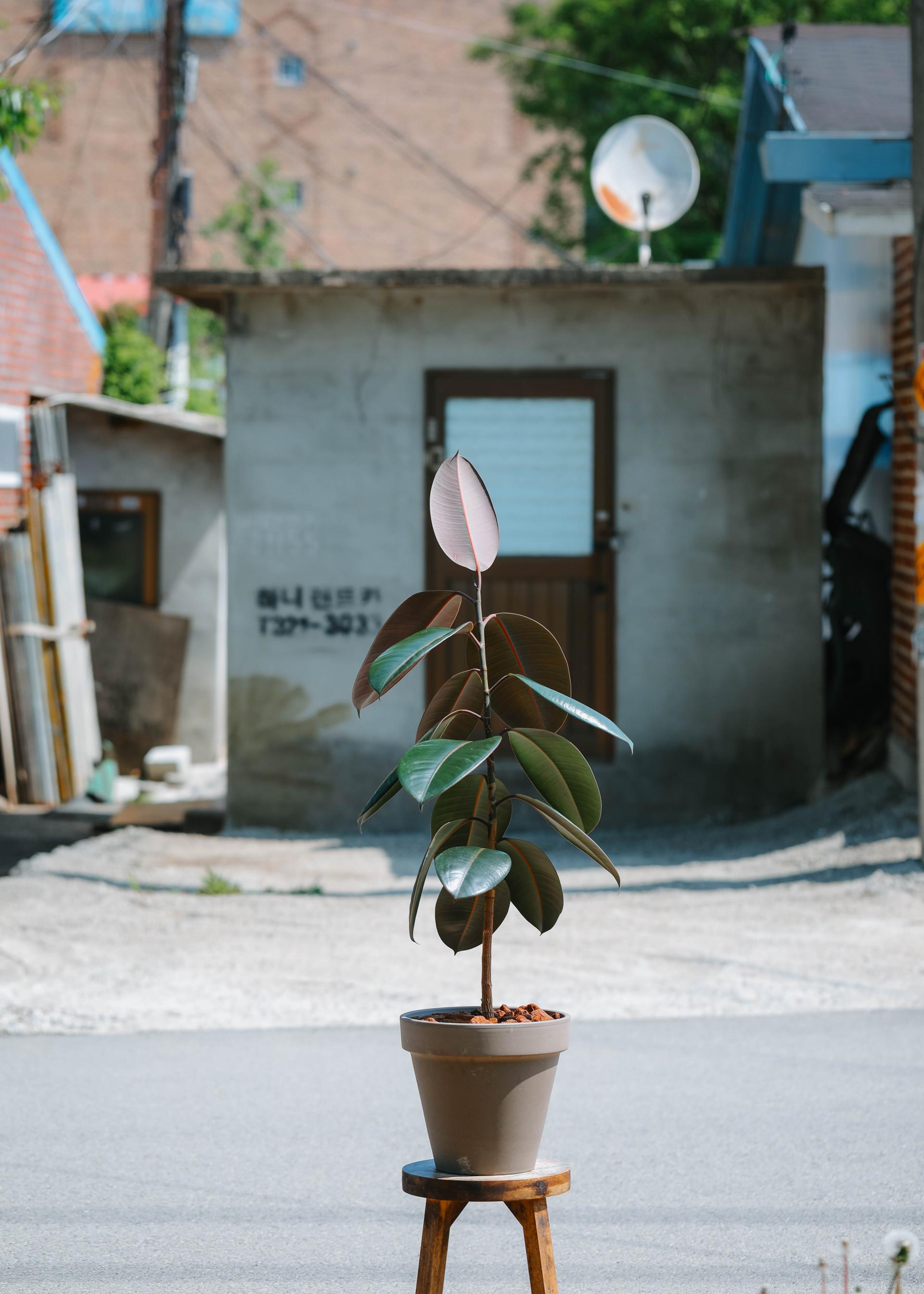 Ficus elastica 'Burgundy' + Mocha simple pot 휘커스 버건디 (버건디 고무나무) + 모카 심플팟