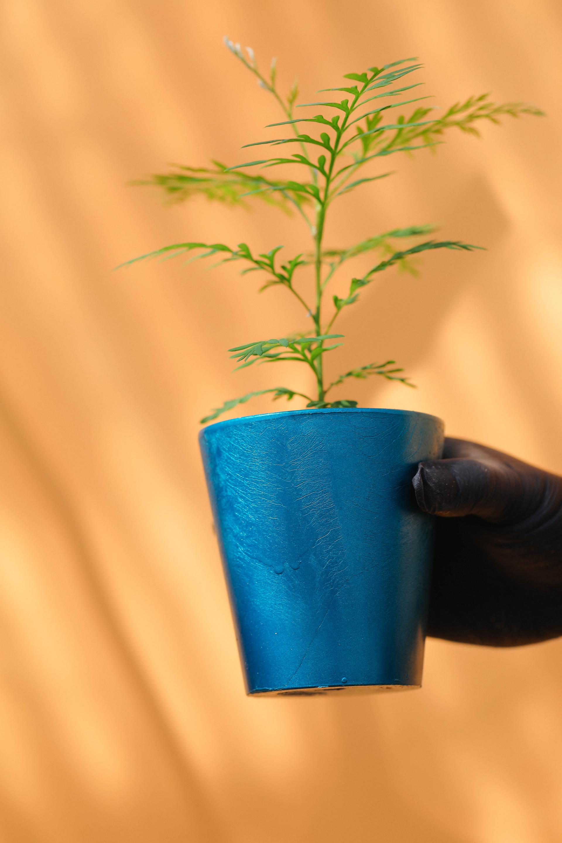 Grevillea robusta + Marble pot 그레빌레아 로부스타 + 마블팟