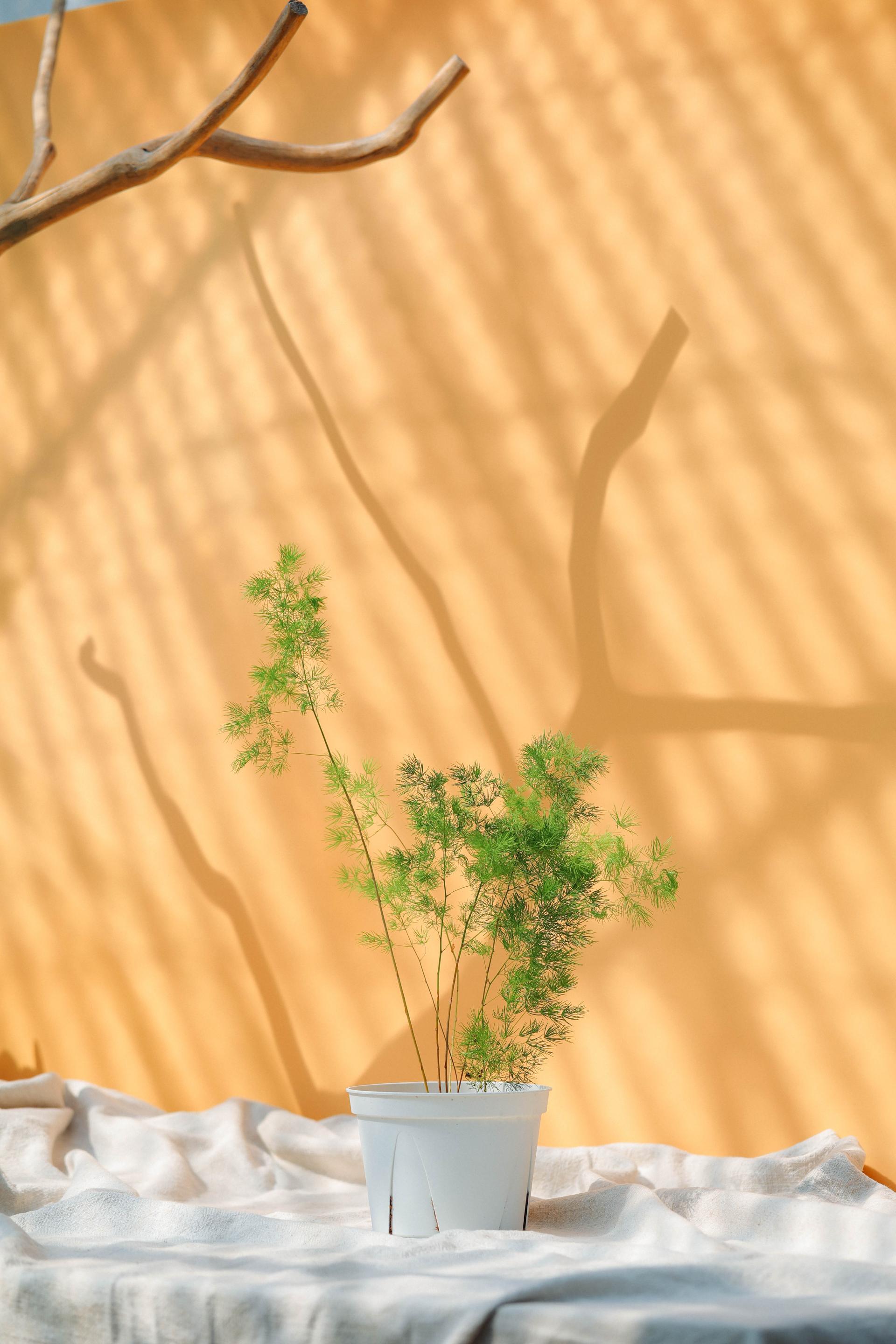 Asparagus myriocladus + White slit pot 아스파라거스 미리오클라두스 중품 + 화이트 슬릿