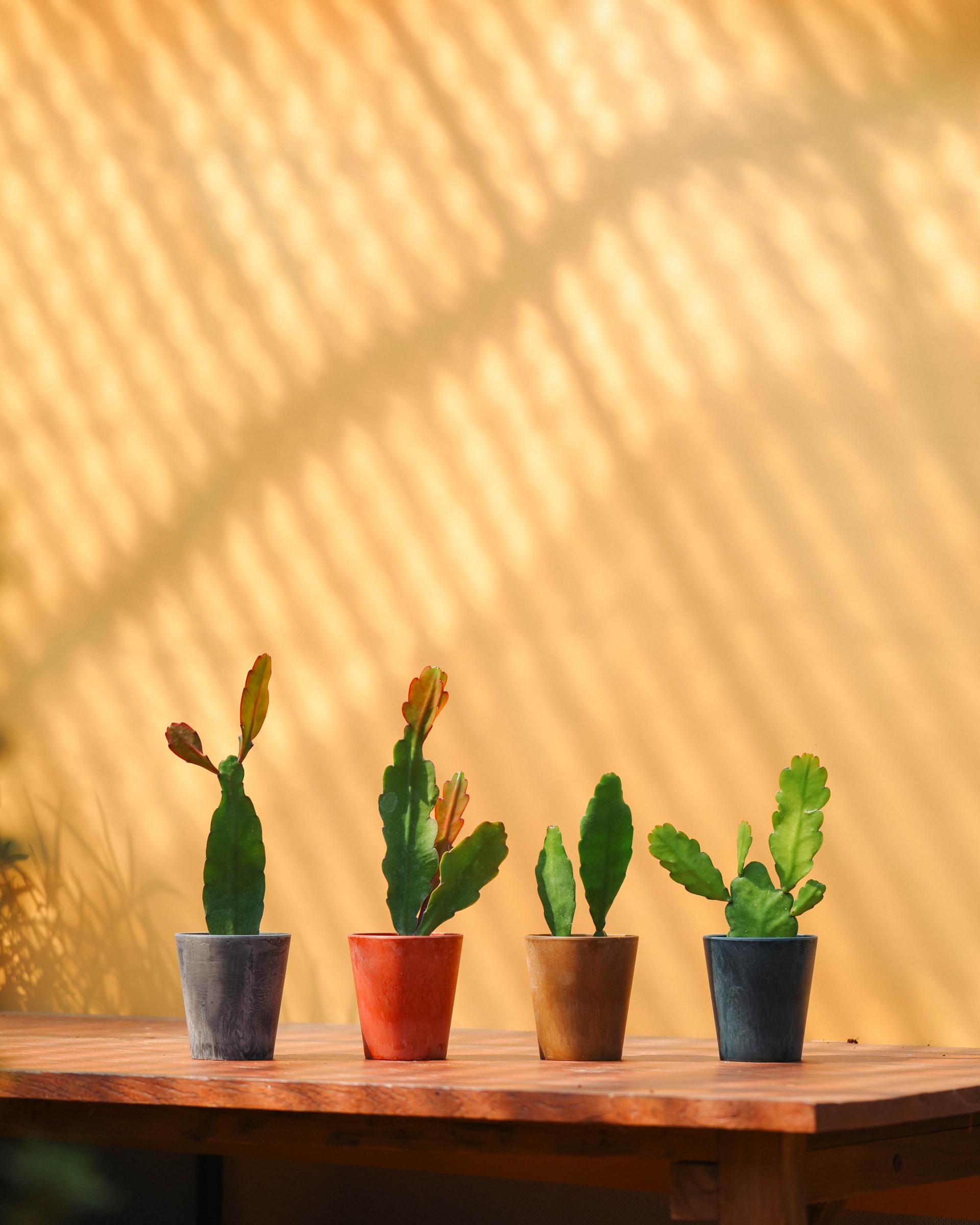 Disocactus ackermannii 공작 선인장 노랑