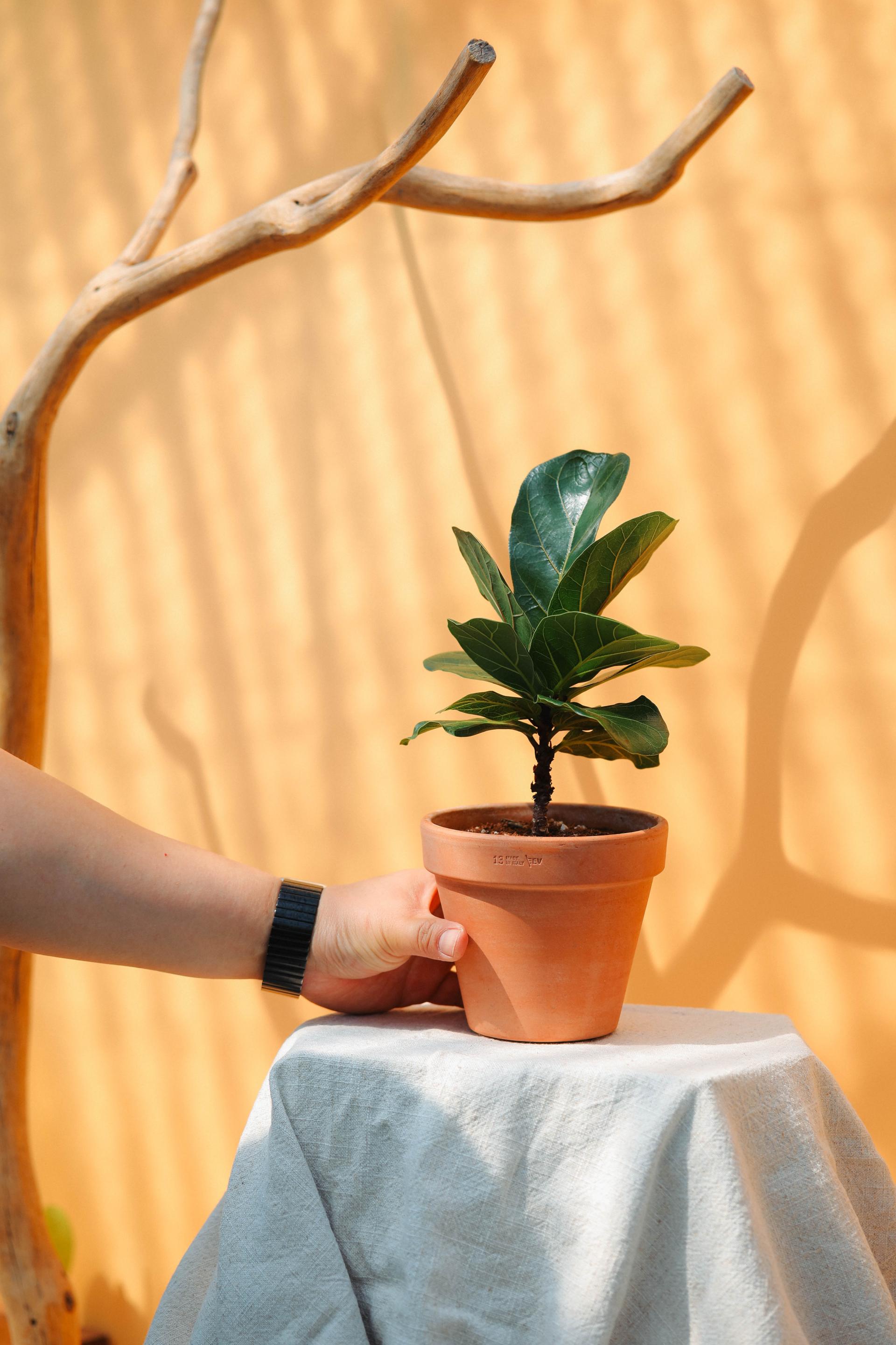 Ficus lyrata + Italy white pot 휘커스 라이라타 (떡갈 고무나무) + 이태리 화이트팟