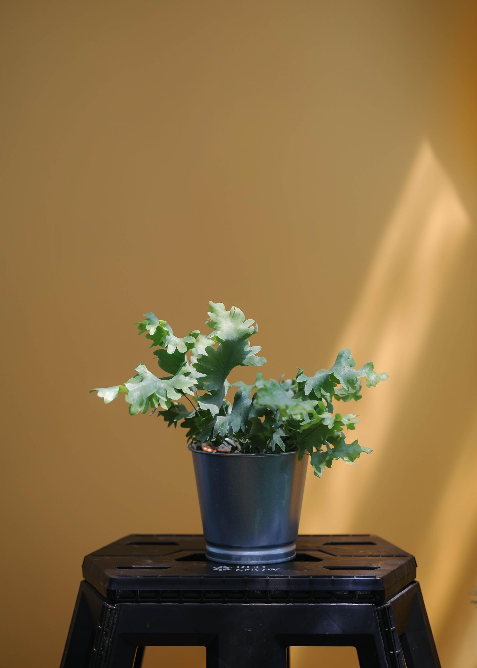 Phlebodium aureum 'Davana' 다바나 고사리