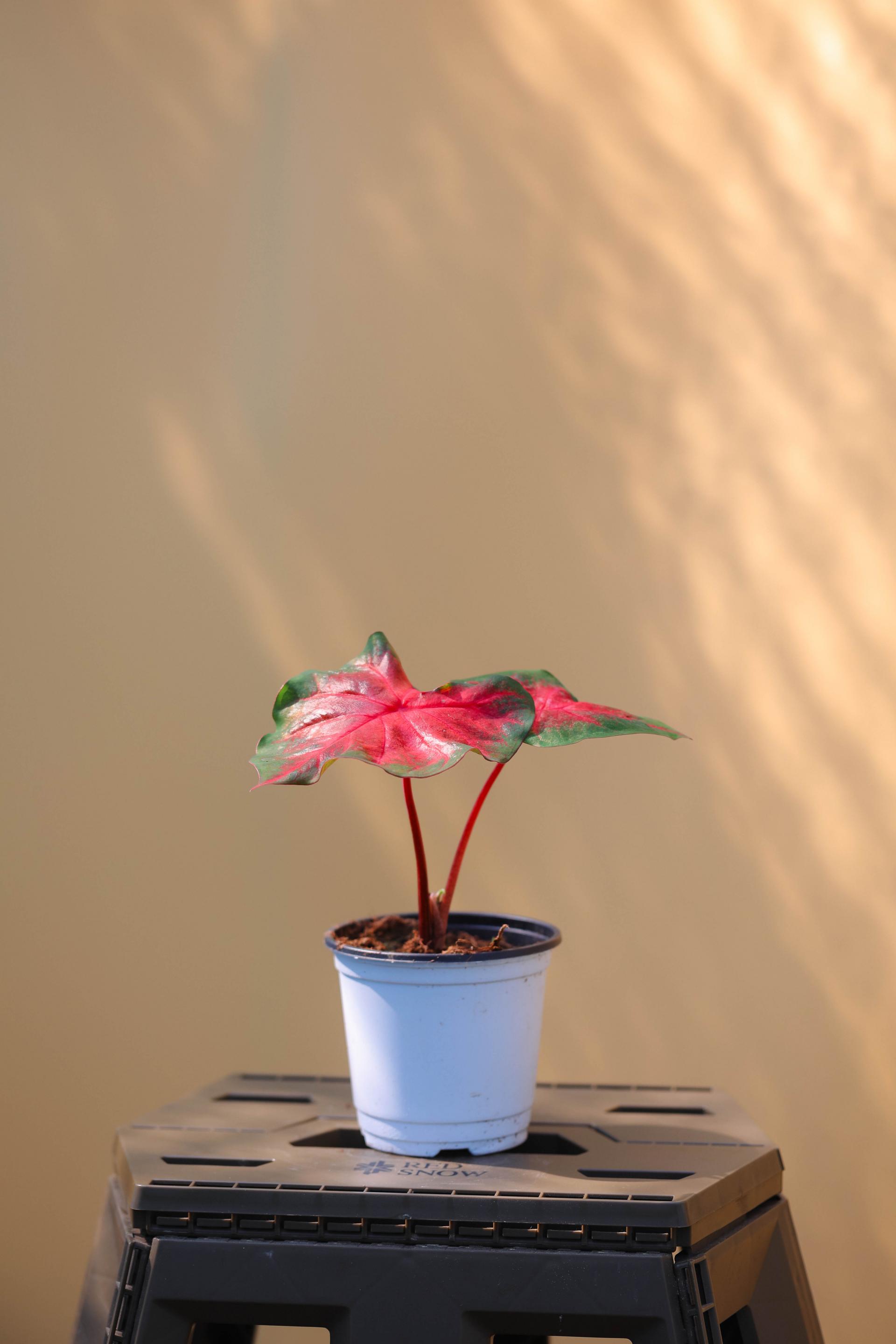 Caladium sp. 칼라디움 sp.
