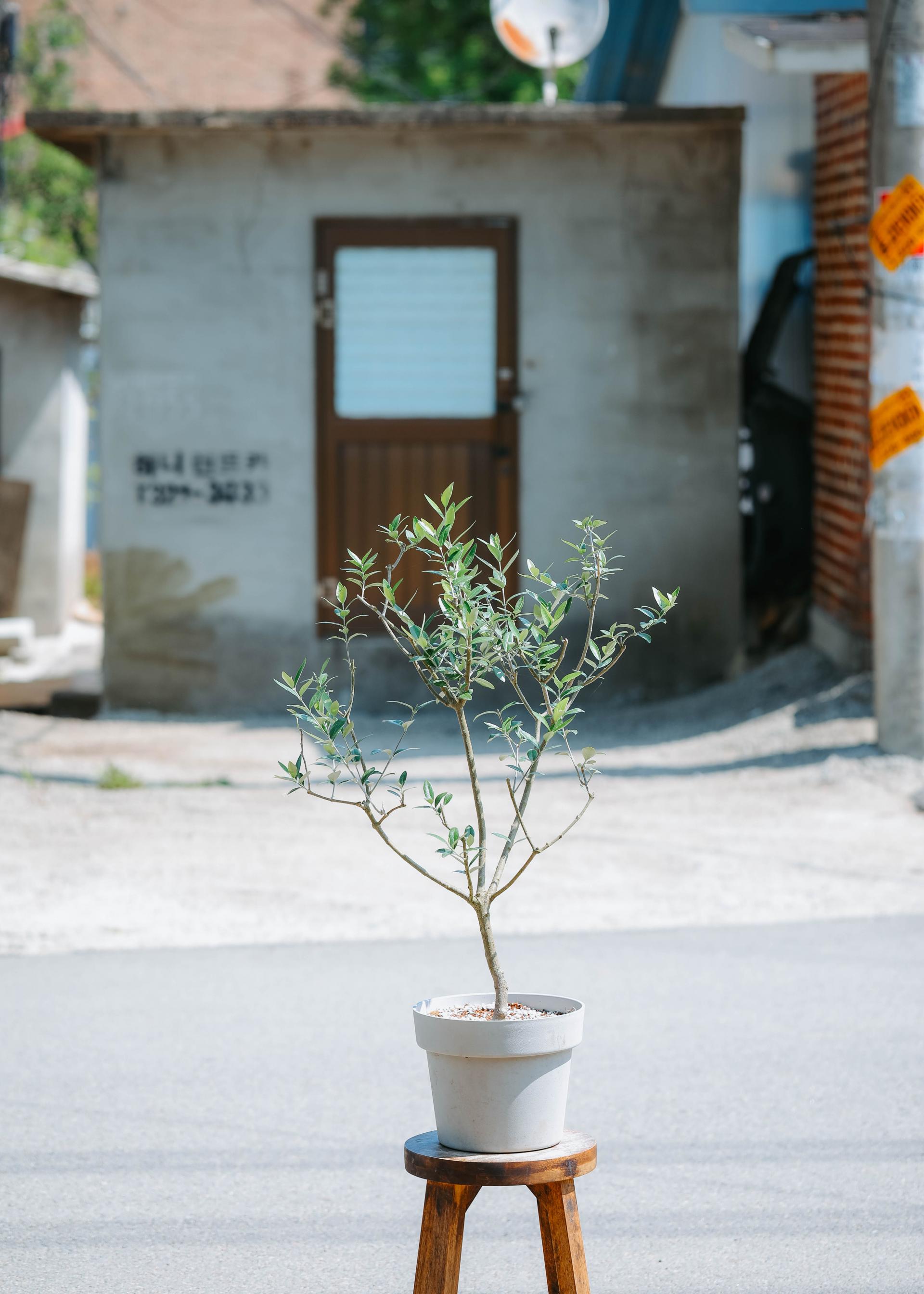 Olea europaea 'Mission olive' + Light gray pot 미션 올리브나무 + 라이트 그레이팟