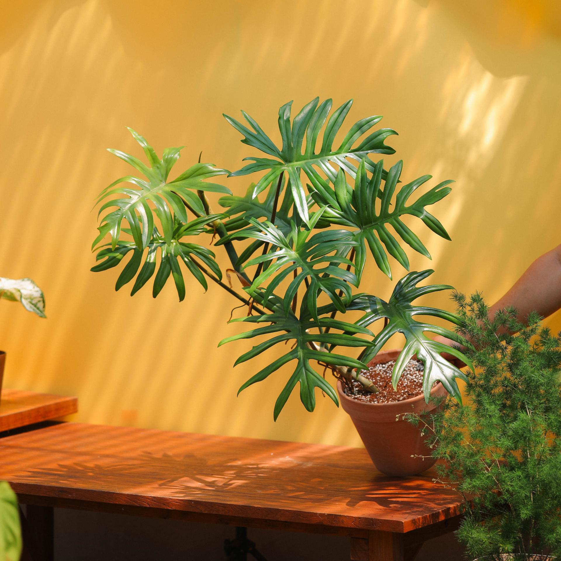 Philodendron mayoi + Italy simple pot 필로덴드론 마요이 + 이태리 심플팟