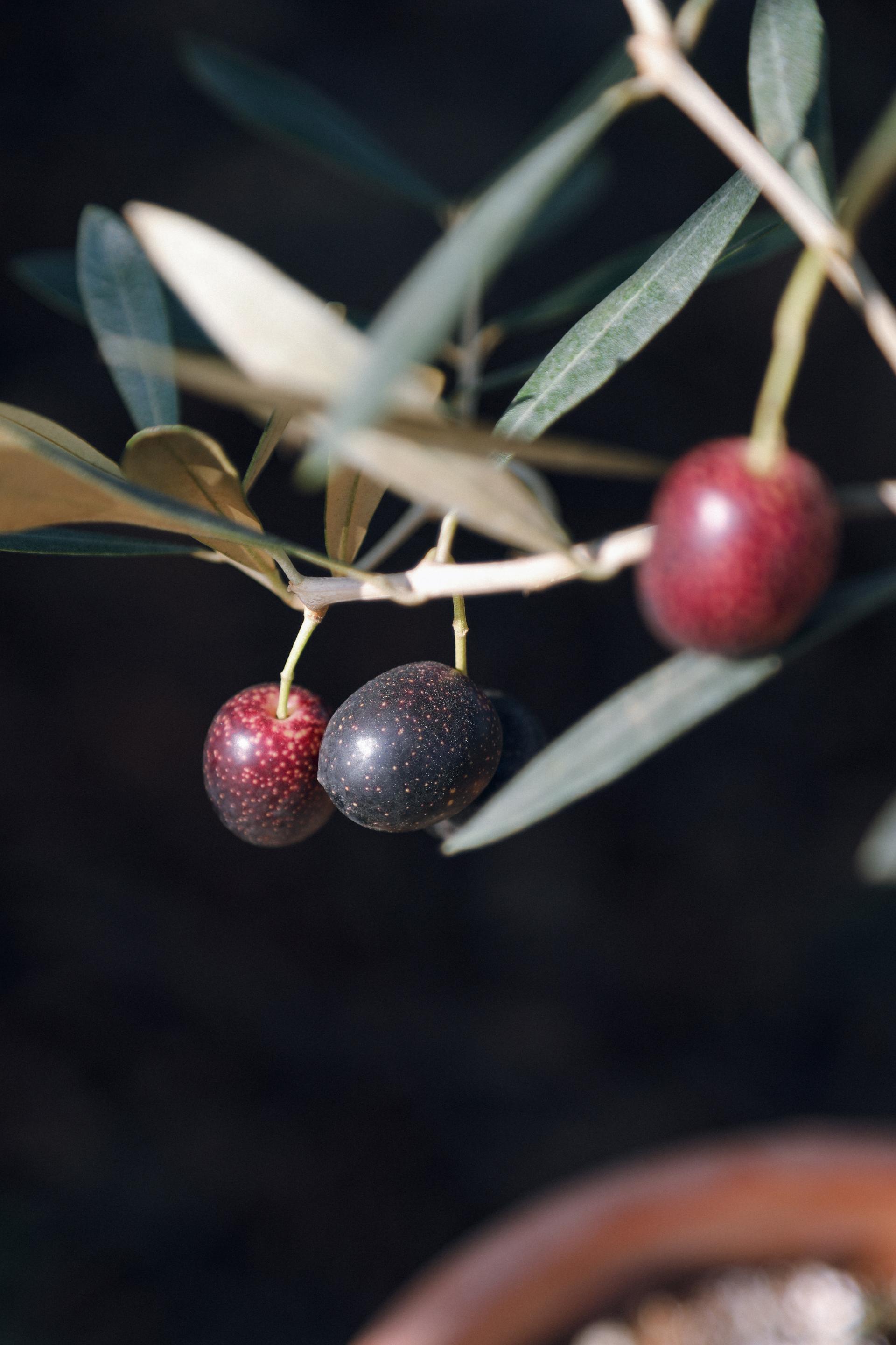 Olea europaea 'Mission olive' + Light gray pot 미션 올리브나무 + 라이트 그레이팟