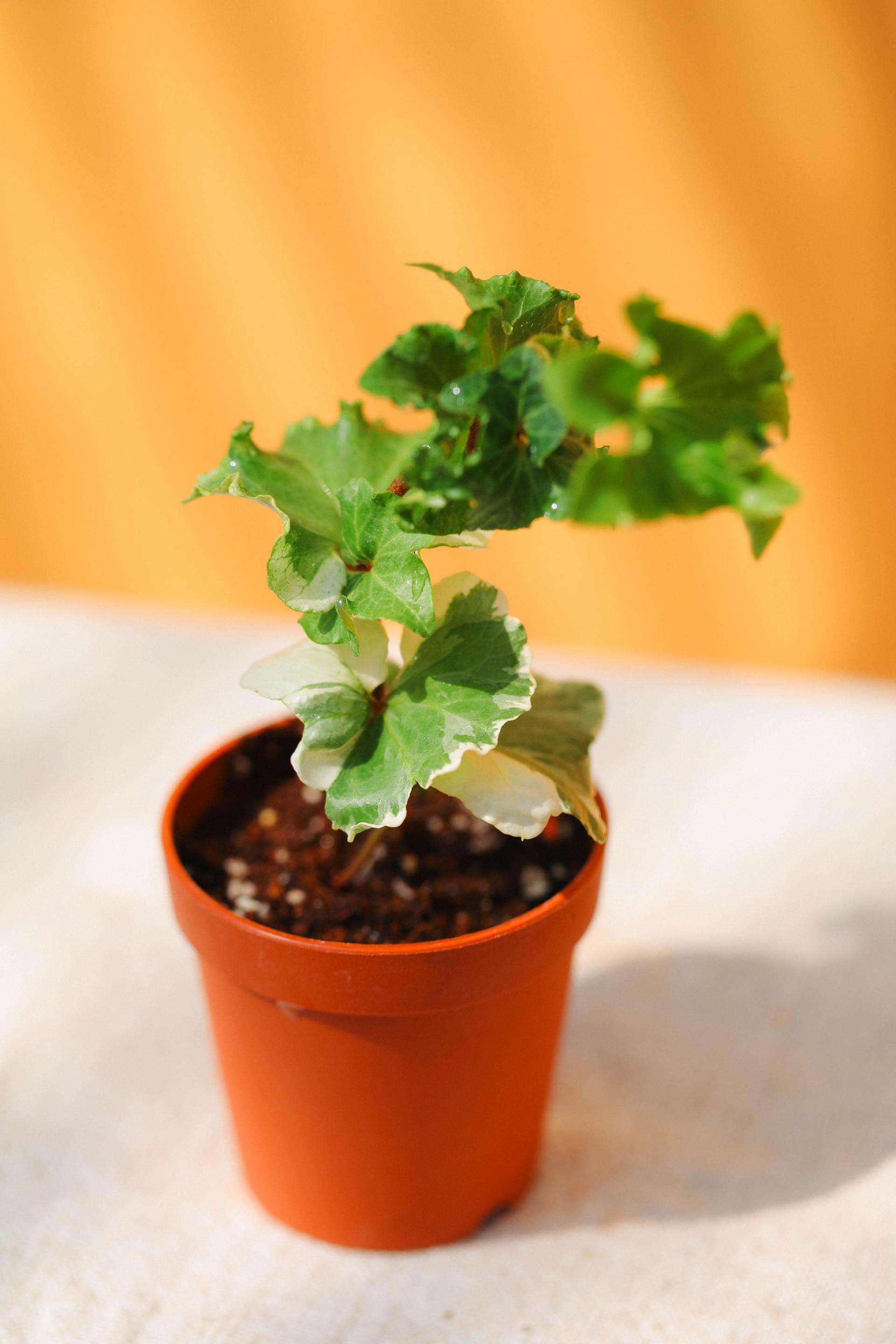 Hedera sp. 아이비 sp.
