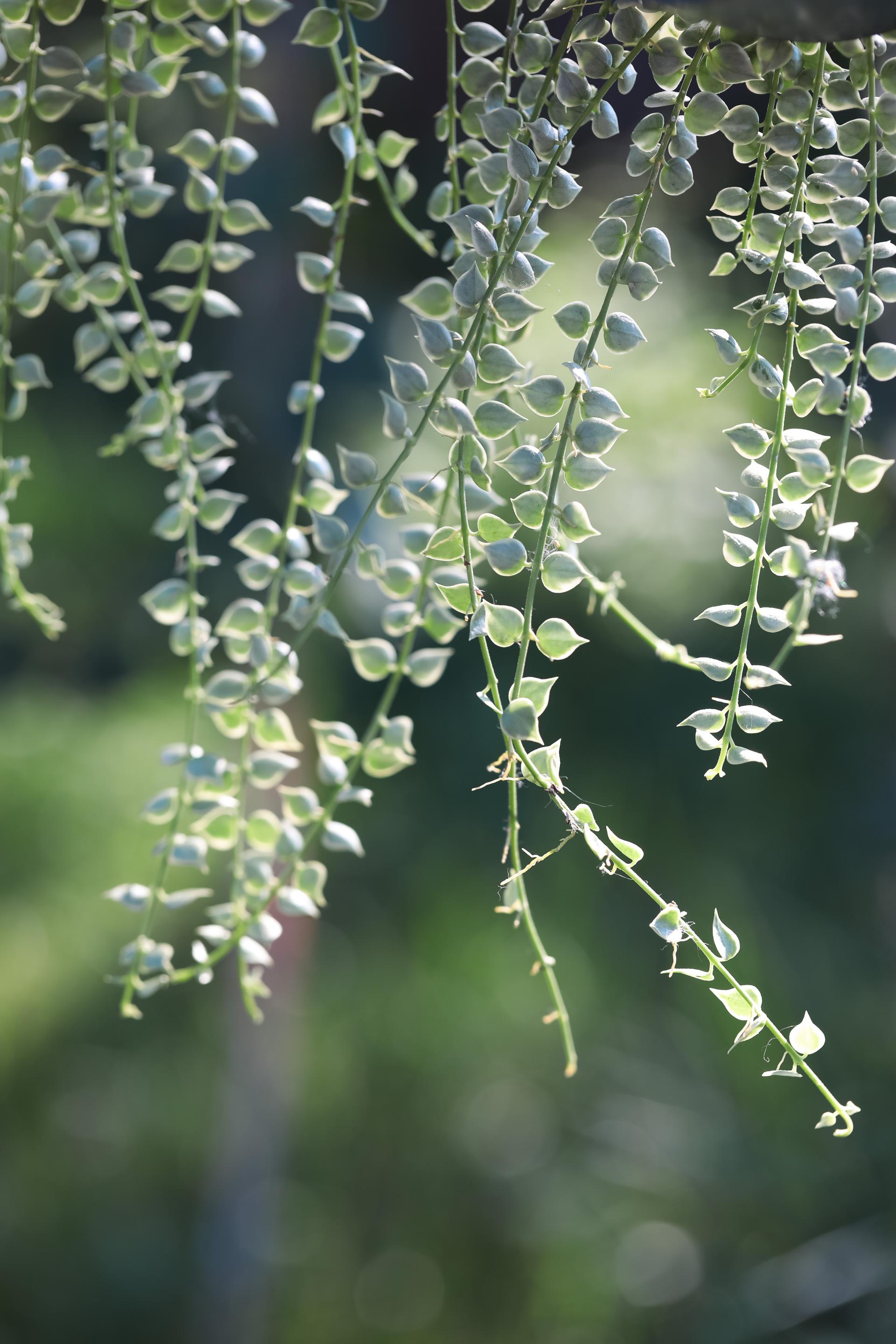 Dischidia ruscifolia variegated 디스키디아 루시폴리아 무늬종 (밀리언하트 무늬종)