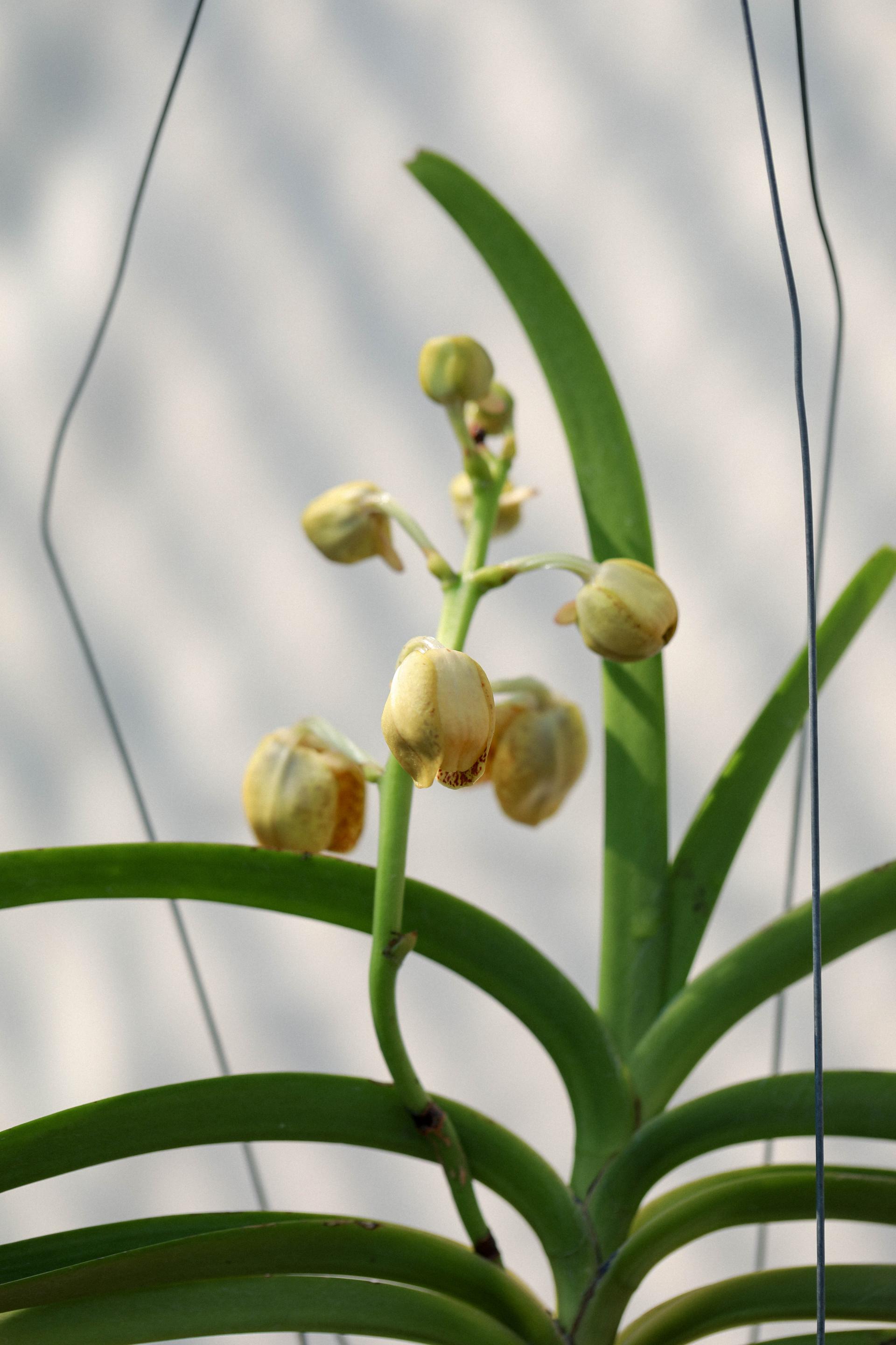 Vanda 'Honey Lemon' 반다 허니레몬