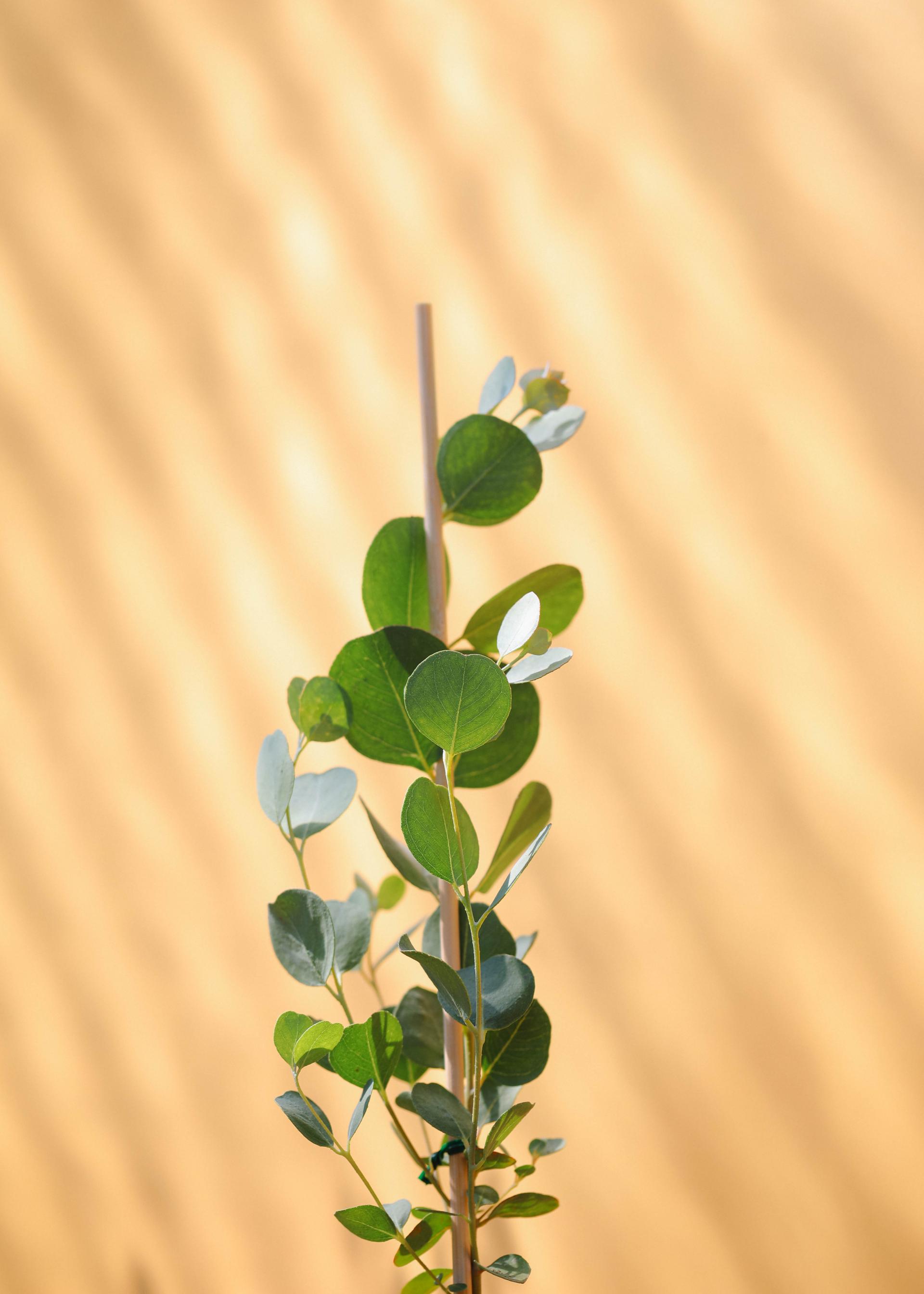 Eucalyptus orbifolia 유칼립투스 오르비폴리아 준중품