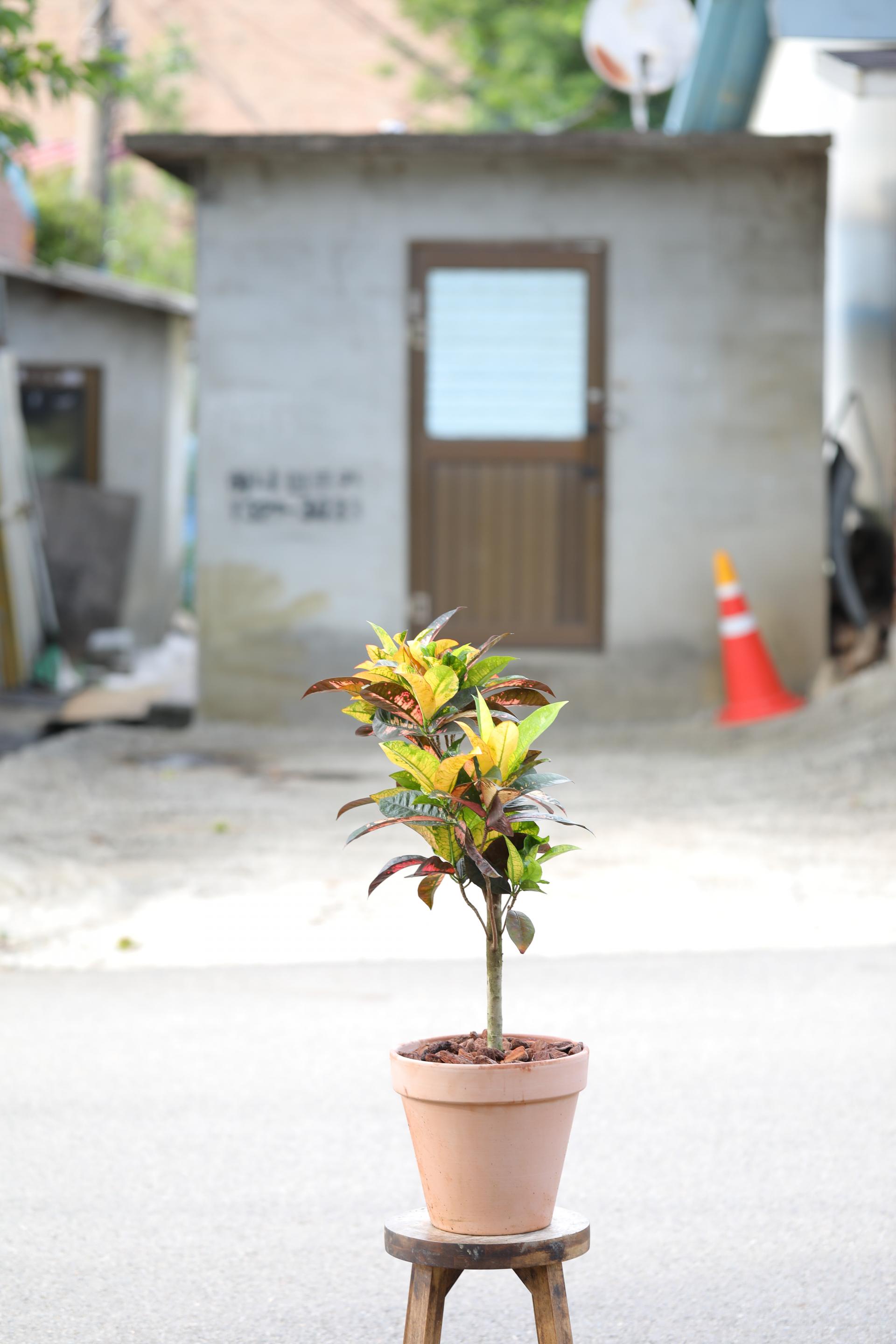 Codiaeum variegatum Mrs. Iceton + Italy simple pot 코디에움 미세스 아이스톤 + 이태리 심플팟