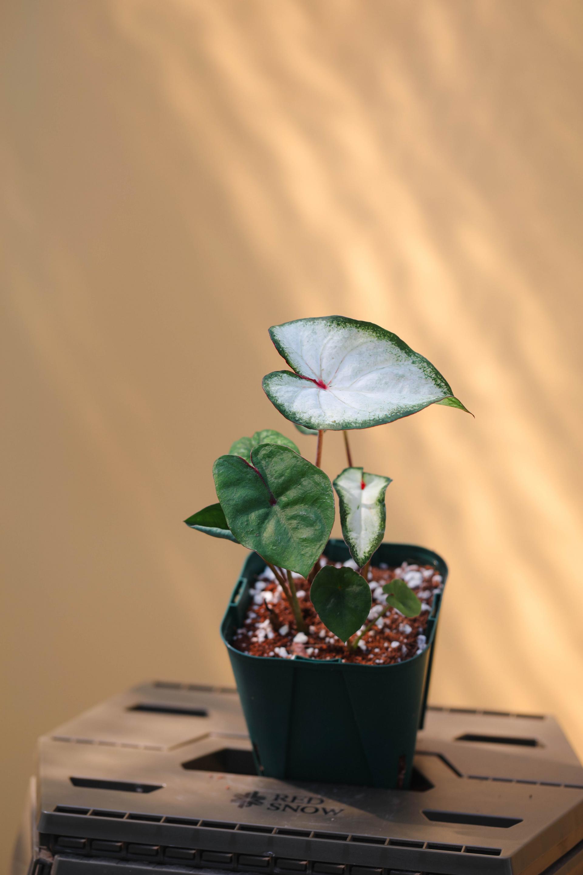 Caladium sp. 칼라디움 sp.