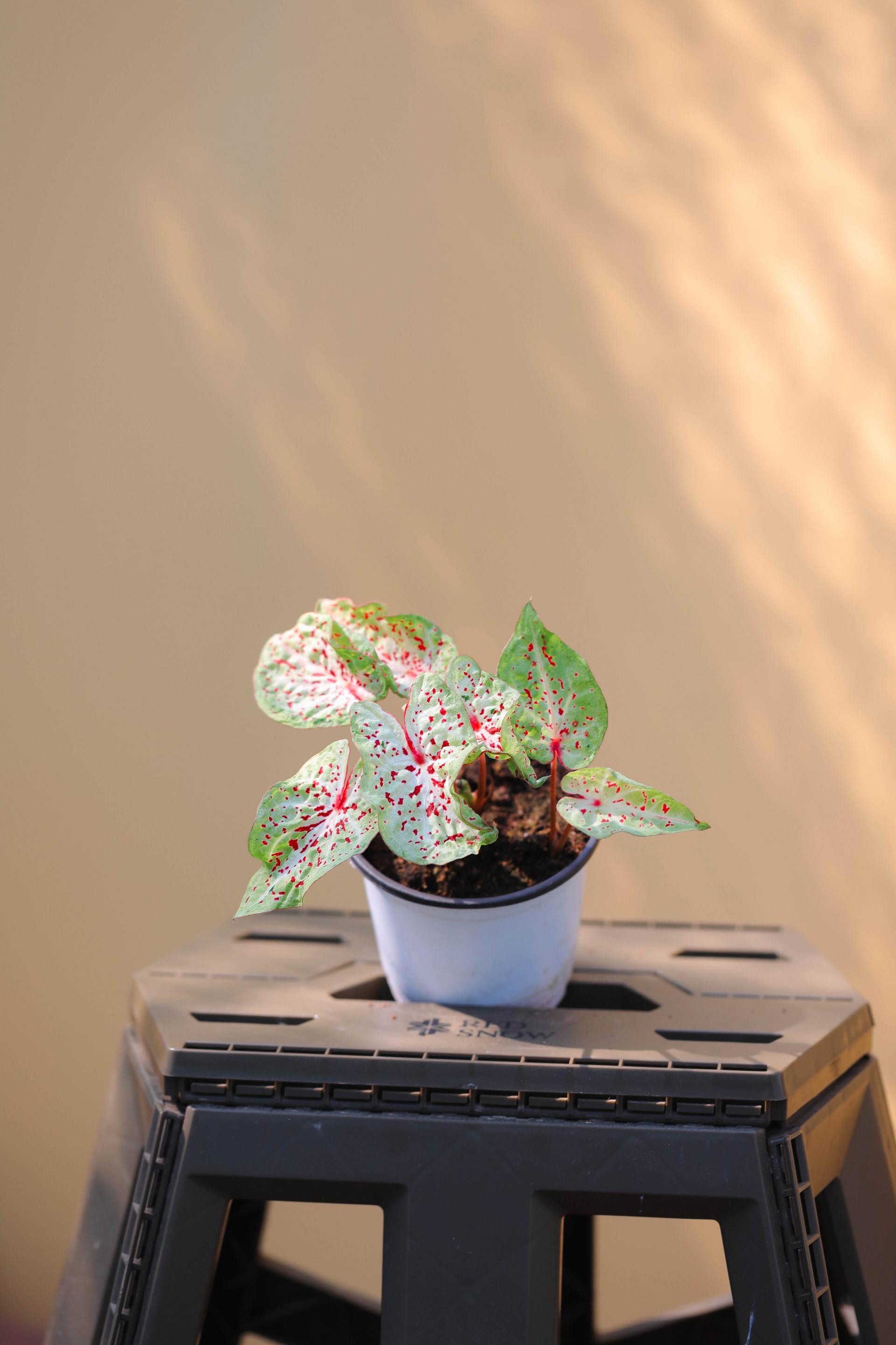 Caladium 'Miss Muffet' 칼라디움 미스머펫