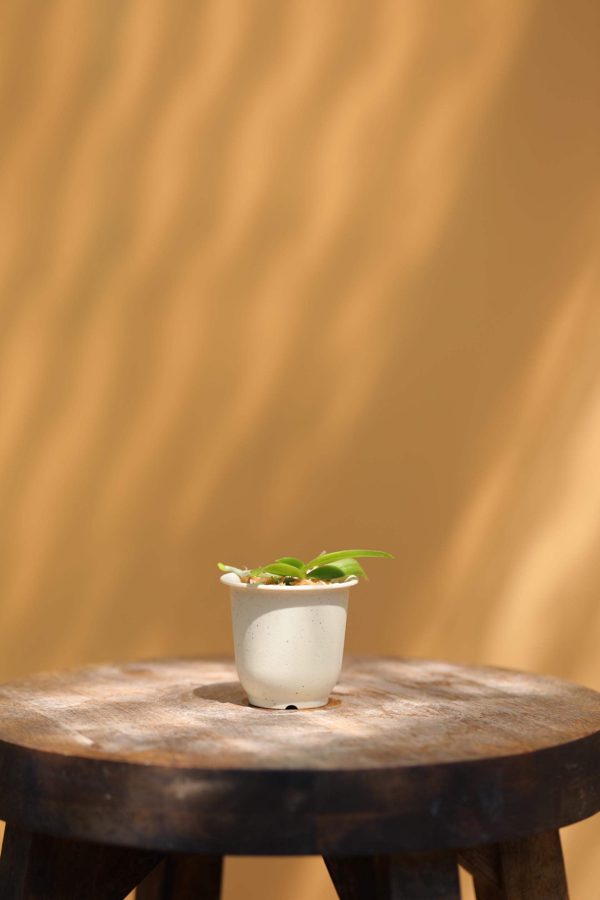 Tuberolabium kotoense + Mini honey jar pot 아리산 풍란 + 미니 허니자르팟