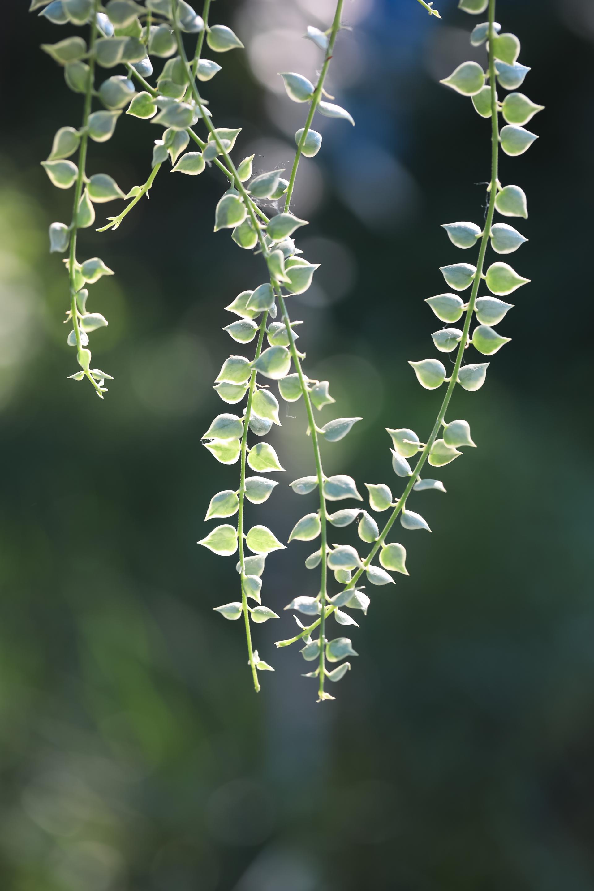 Dischidia ruscifolia variegated 디스키디아 루시폴리아 무늬종 (밀리언하트 무늬종)