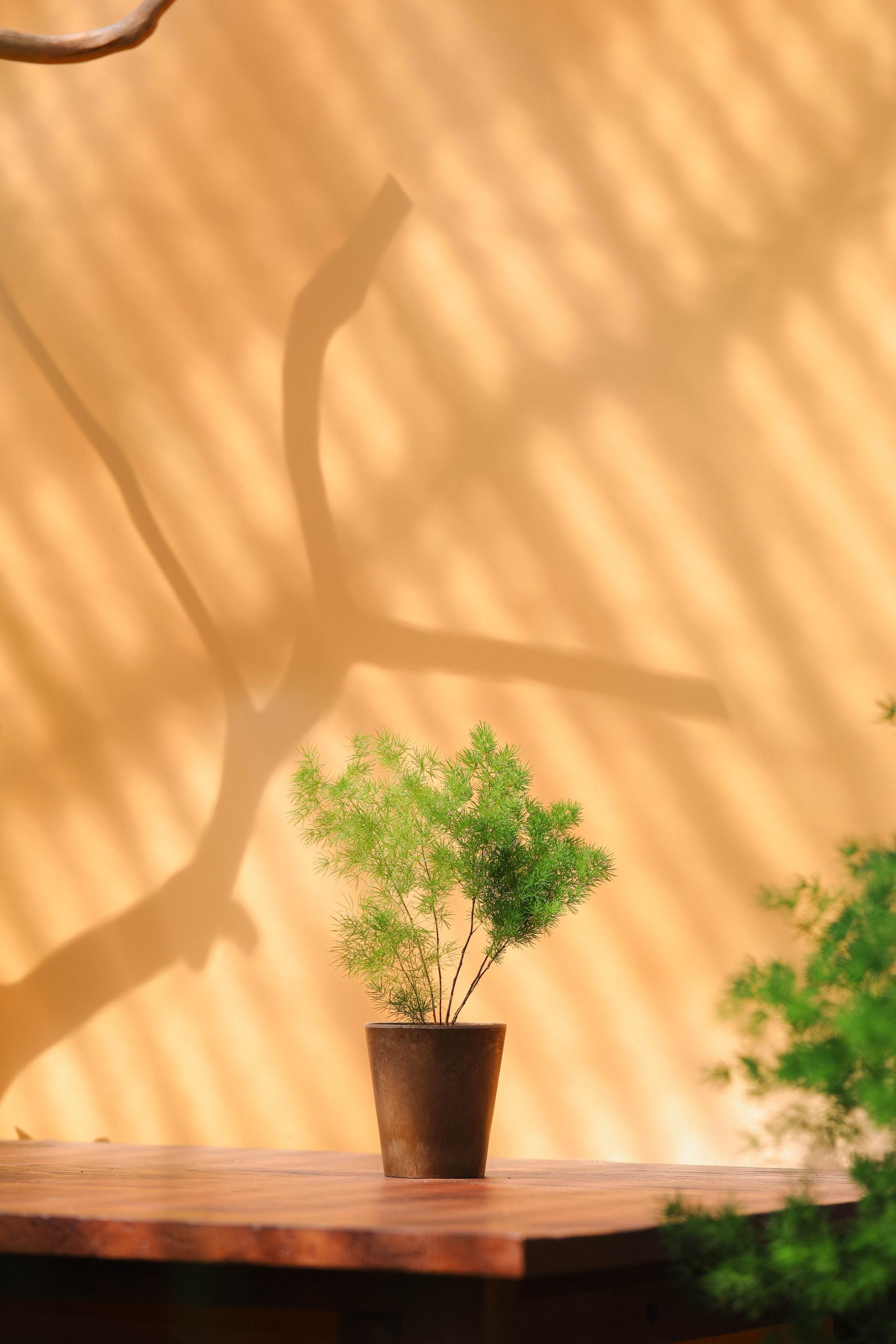 Asparagus myriocladus + Marble pot 아스파라거스 미리오클라두스 소품 + 마블팟