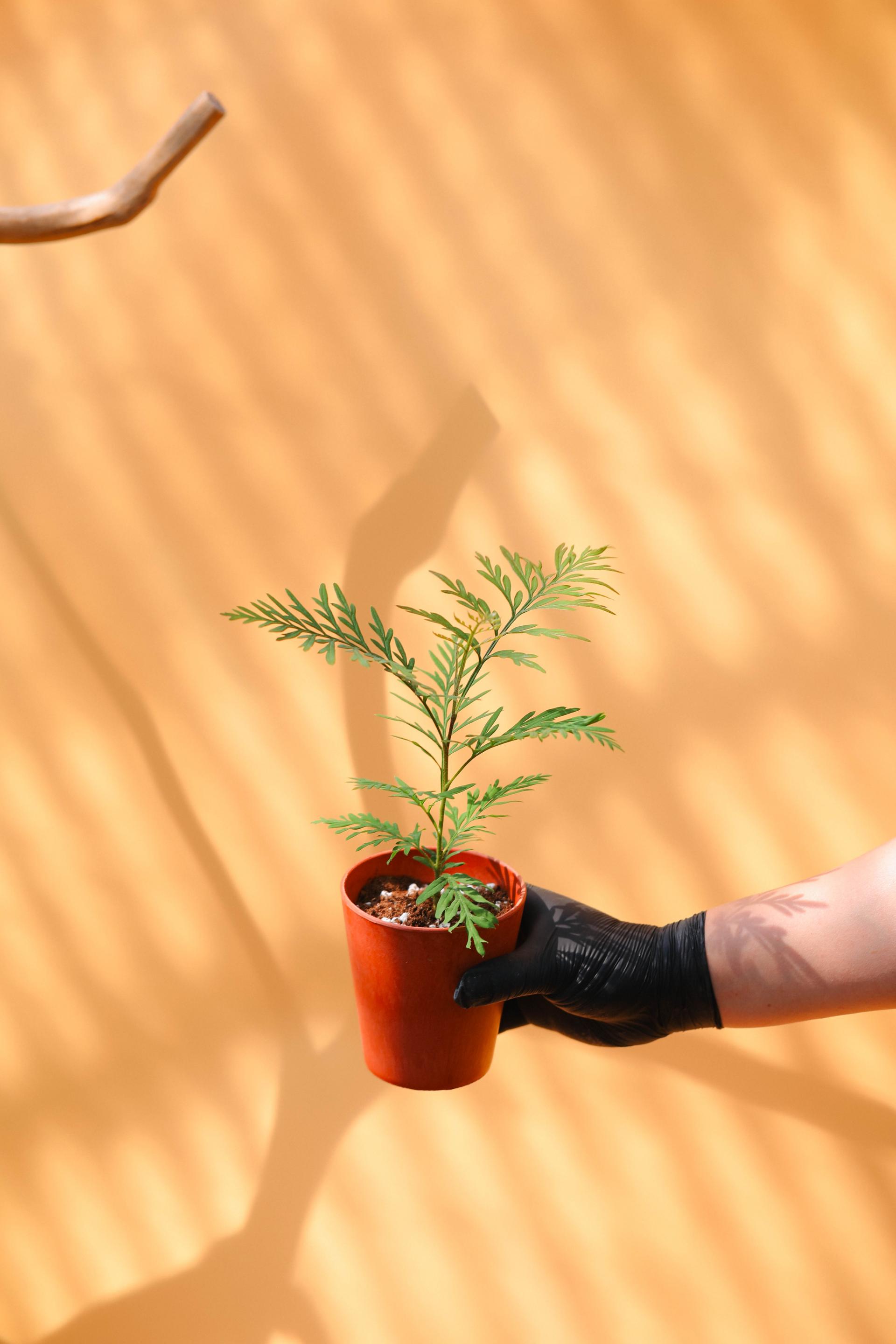 Grevillea robusta + Marble pot 그레빌레아 로부스타 + 마블팟