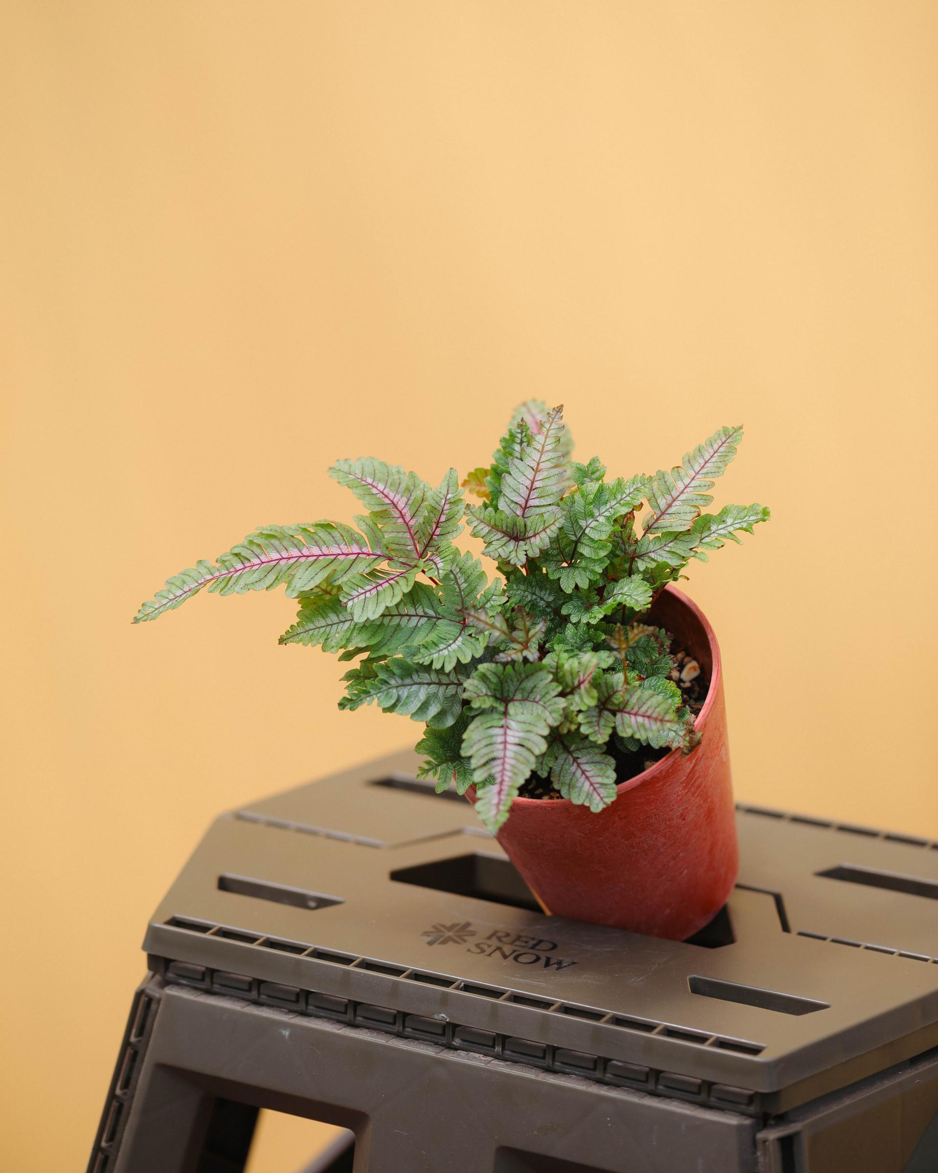 Pteris aspericaulis var. tricolor 프테리스 아스퍼리카울리스 트리컬러