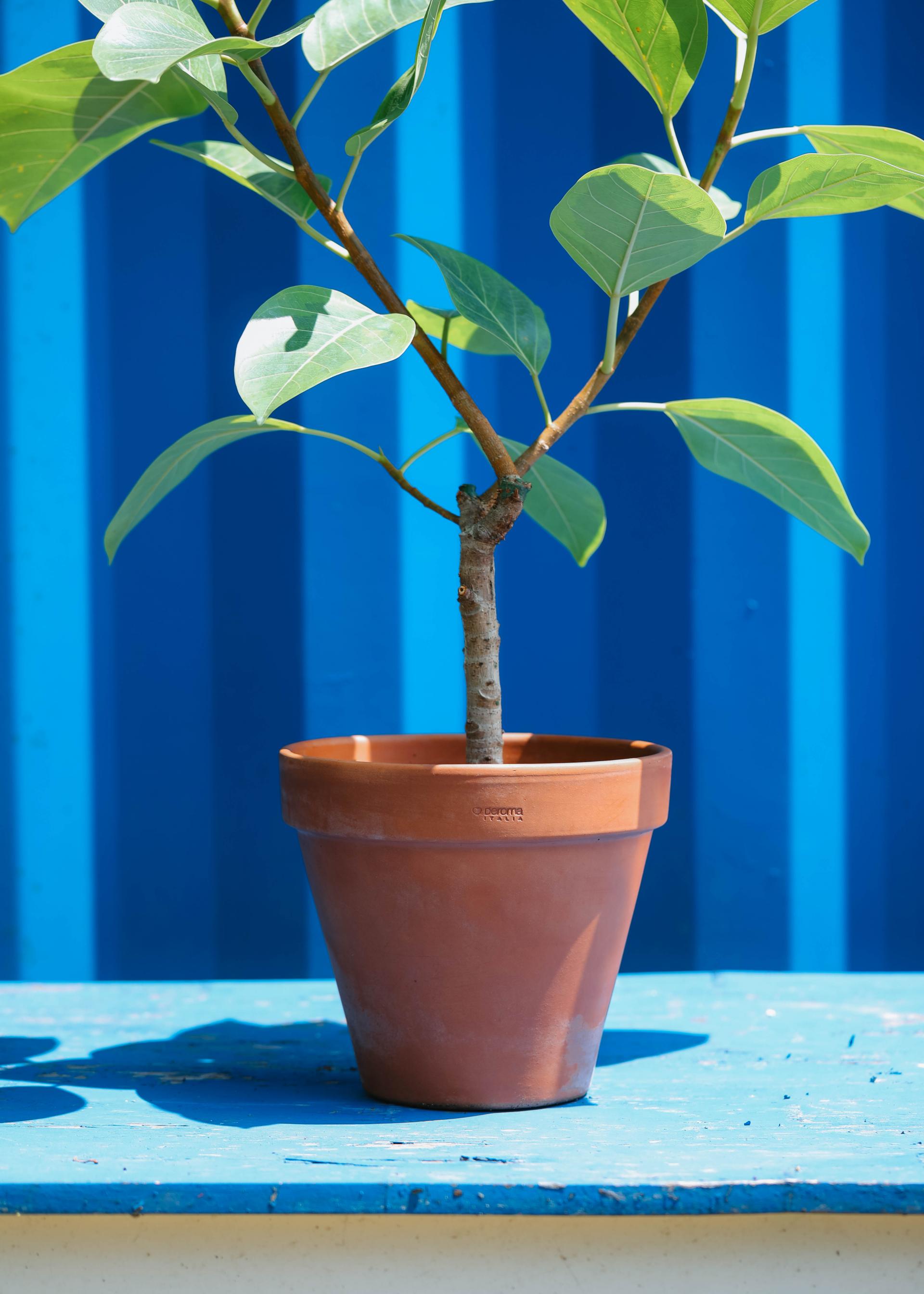 Ficus benghalensis variegated + Italy terracotta 휘커스 뱅갈엔시스 무늬종 + 이태리 테라코타팟