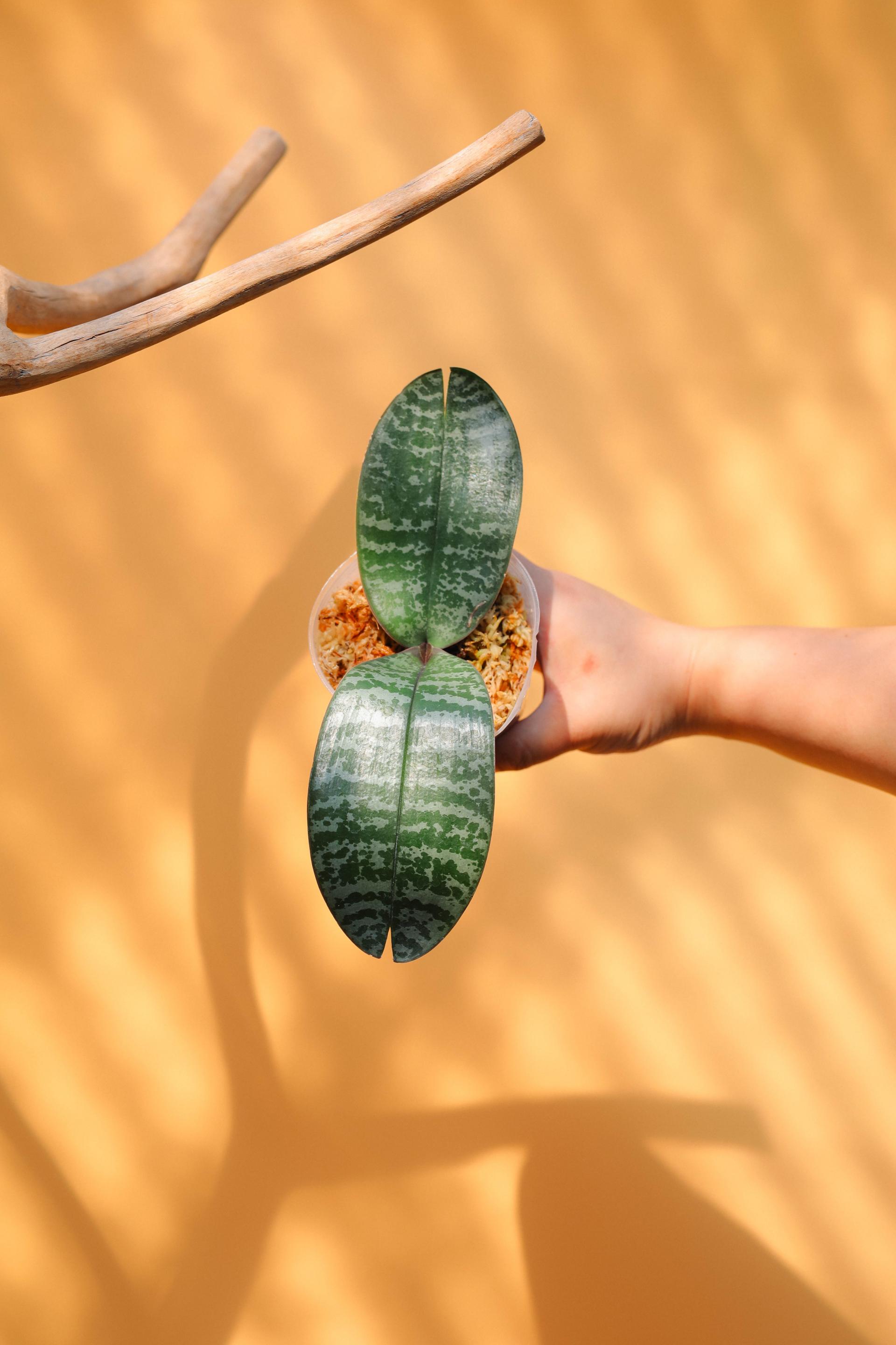 Phalaenopsis philippinensis 팔레놉시스 필리핀엔시스 (원종 호접란) 복제