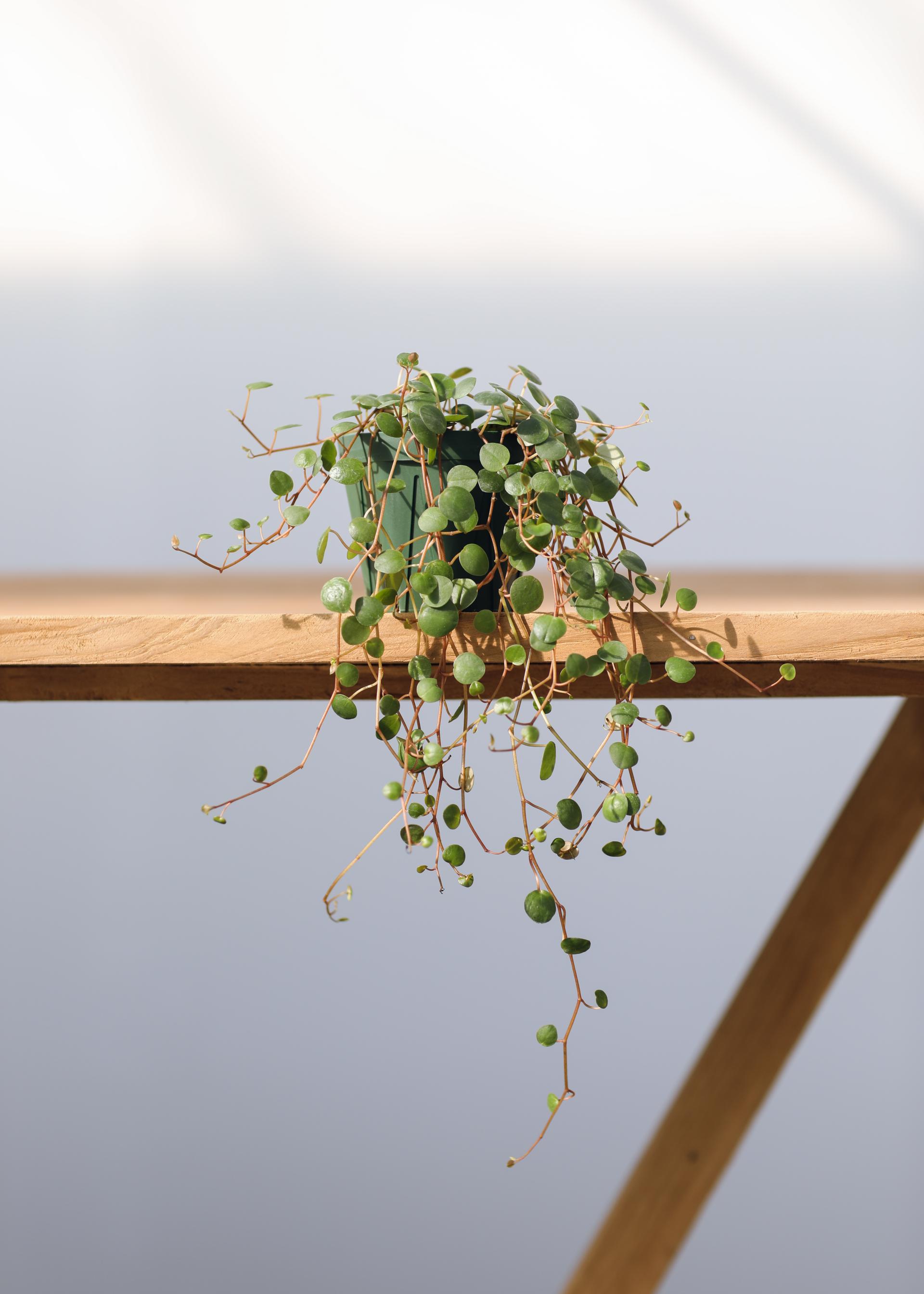 Peperomia 'Pepper Spot' 페페로미아 페퍼스팟