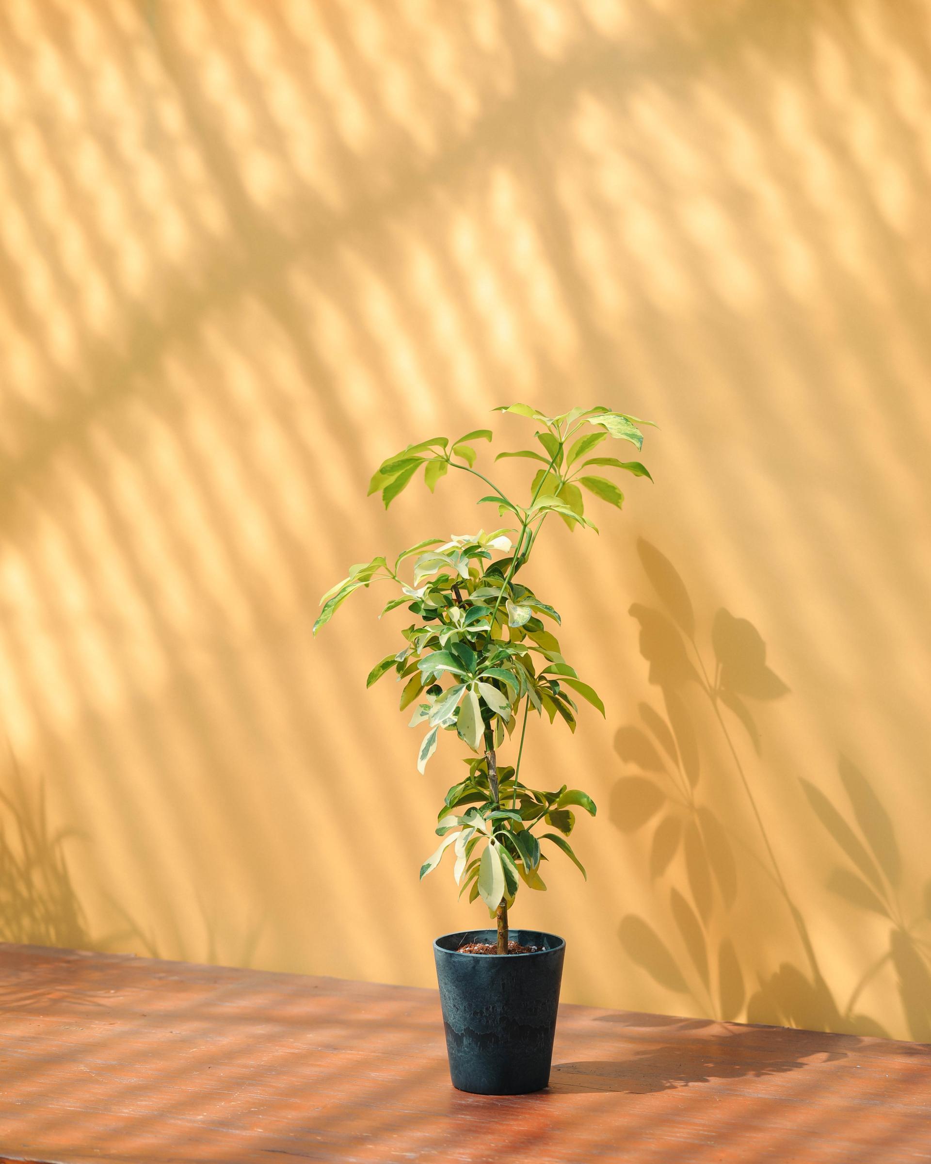 Schefflera arboricola dazzle + Navy marble pot 쉐프렐라 다즐 + 네이비 마블팟 복제