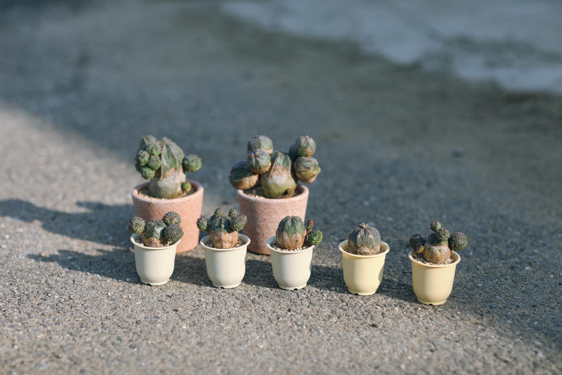 Euphorbia pseudoglobosa + Mini honey jar pot 유포르비아 수도글로보사 (오베사 몬스터) + 미니 허니자르팟 복제