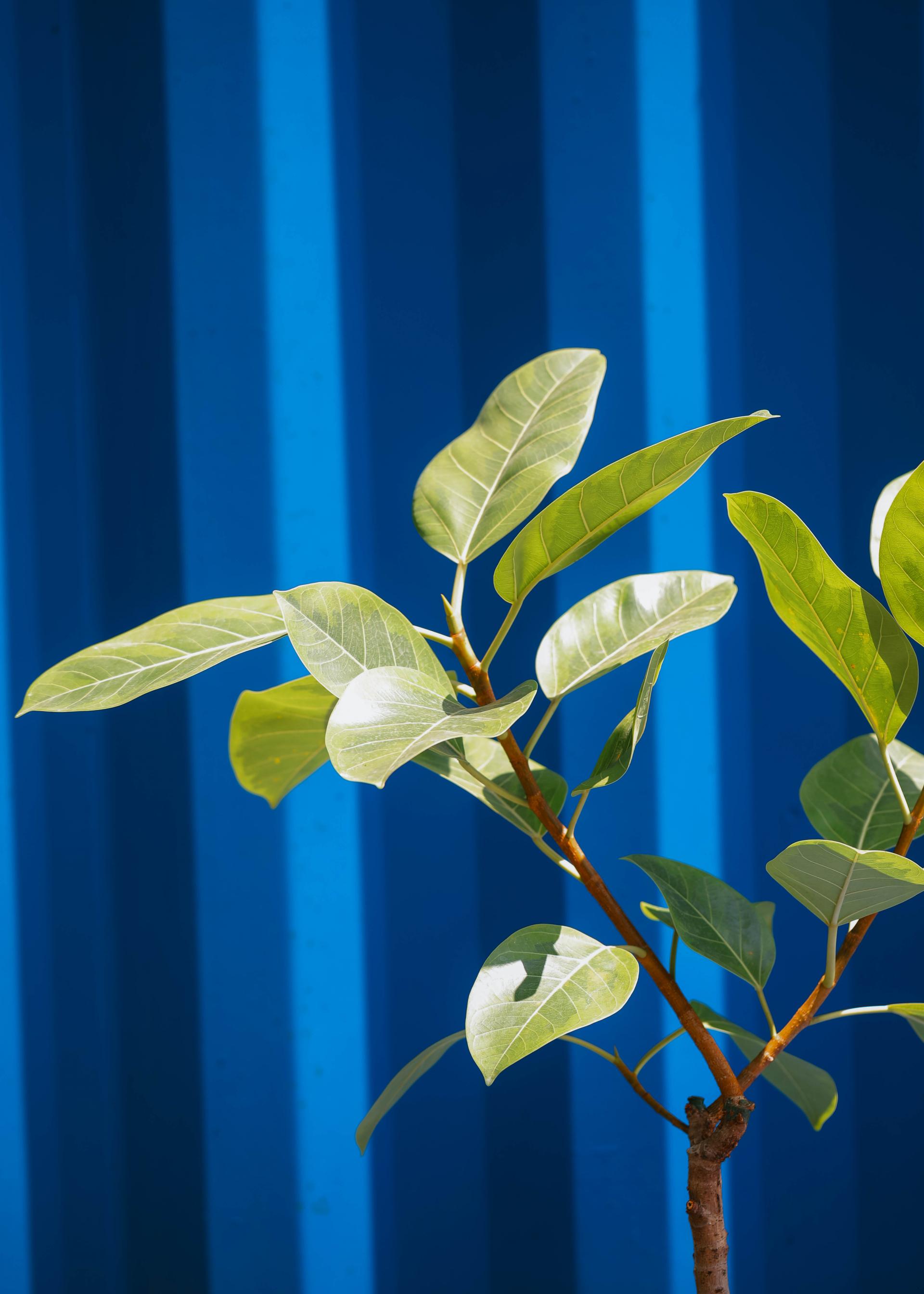 Ficus benghalensis variegated + Italy terracotta 휘커스 뱅갈엔시스 무늬종 + 이태리 테라코타팟