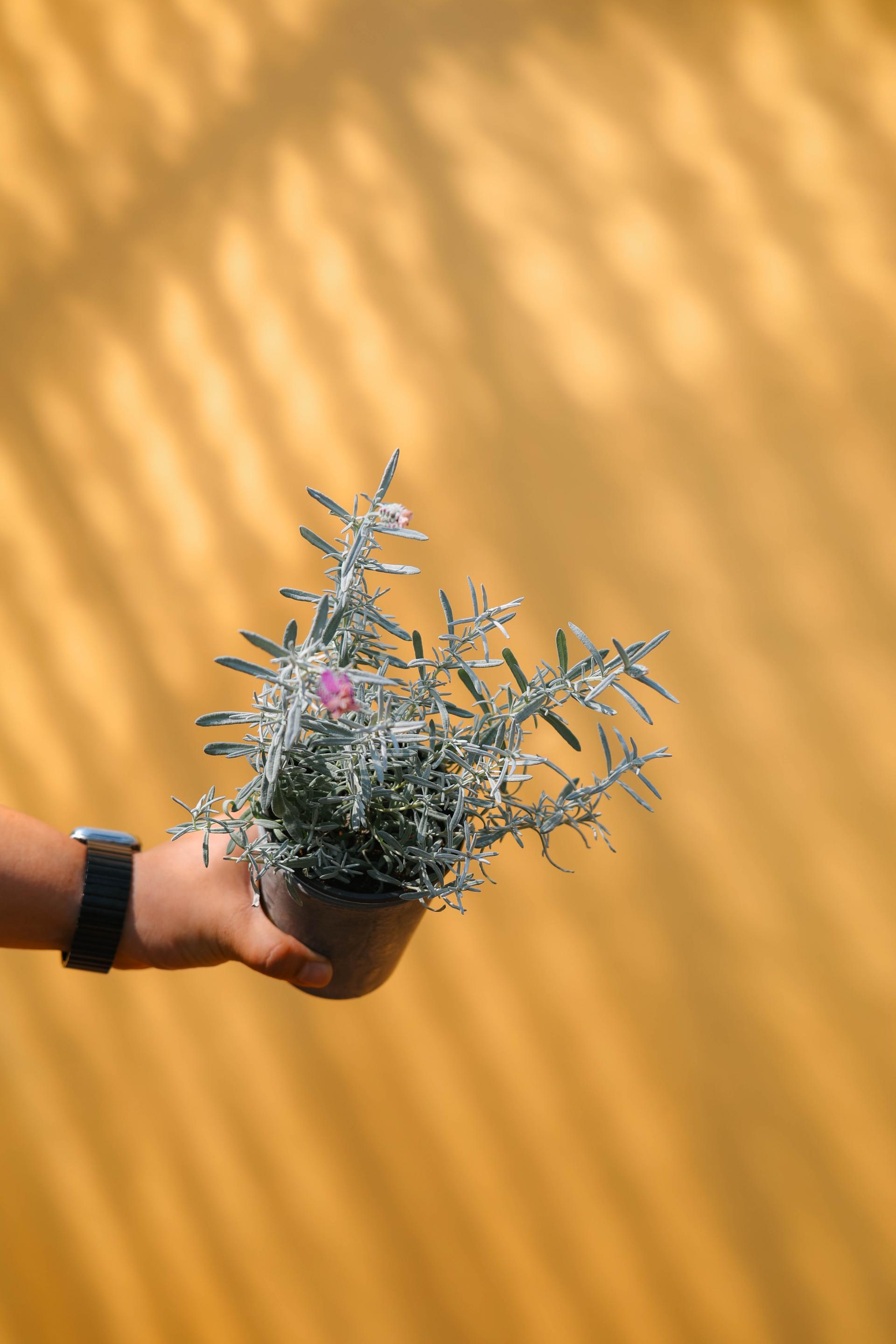 Lavandula stoechas Silver + Marble pot 실버 라벤더 + 마블팟