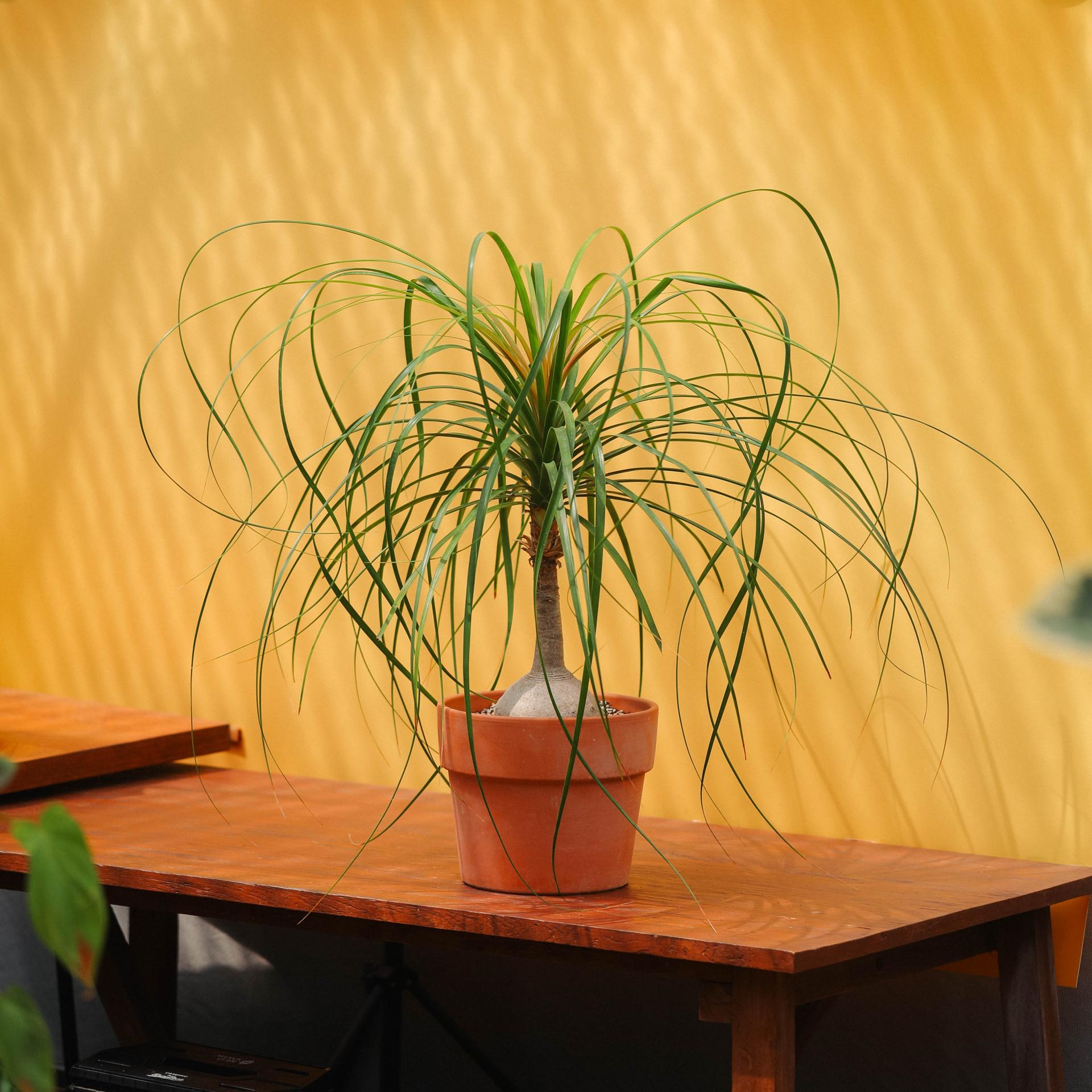 Beaucarnea recurvata + Italy block pot 덕구리난 (돗쿠리난) + 이태리 블럭팟