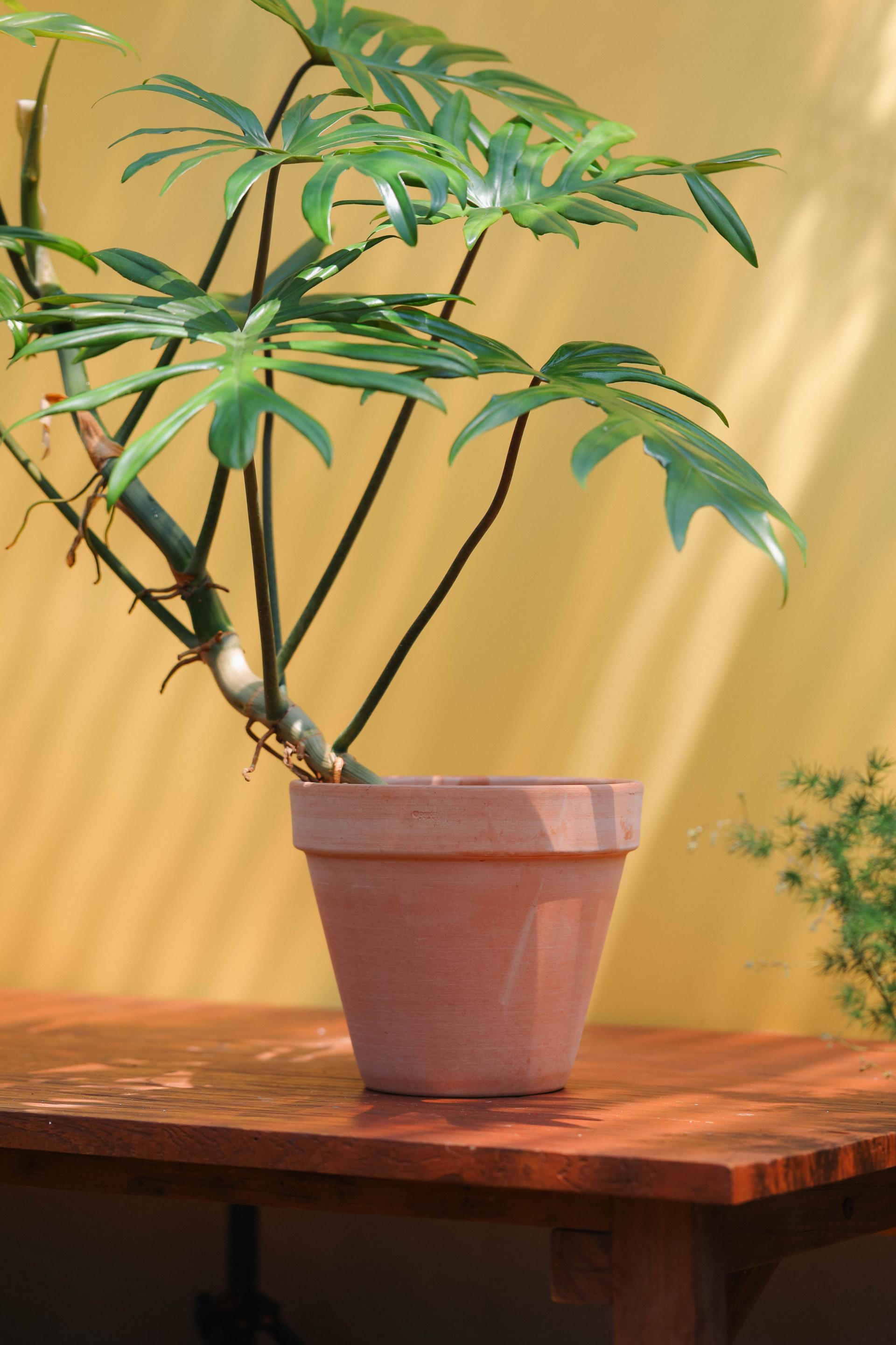 Philodendron mayoi + Italy simple pot 필로덴드론 마요이 + 이태리 심플팟