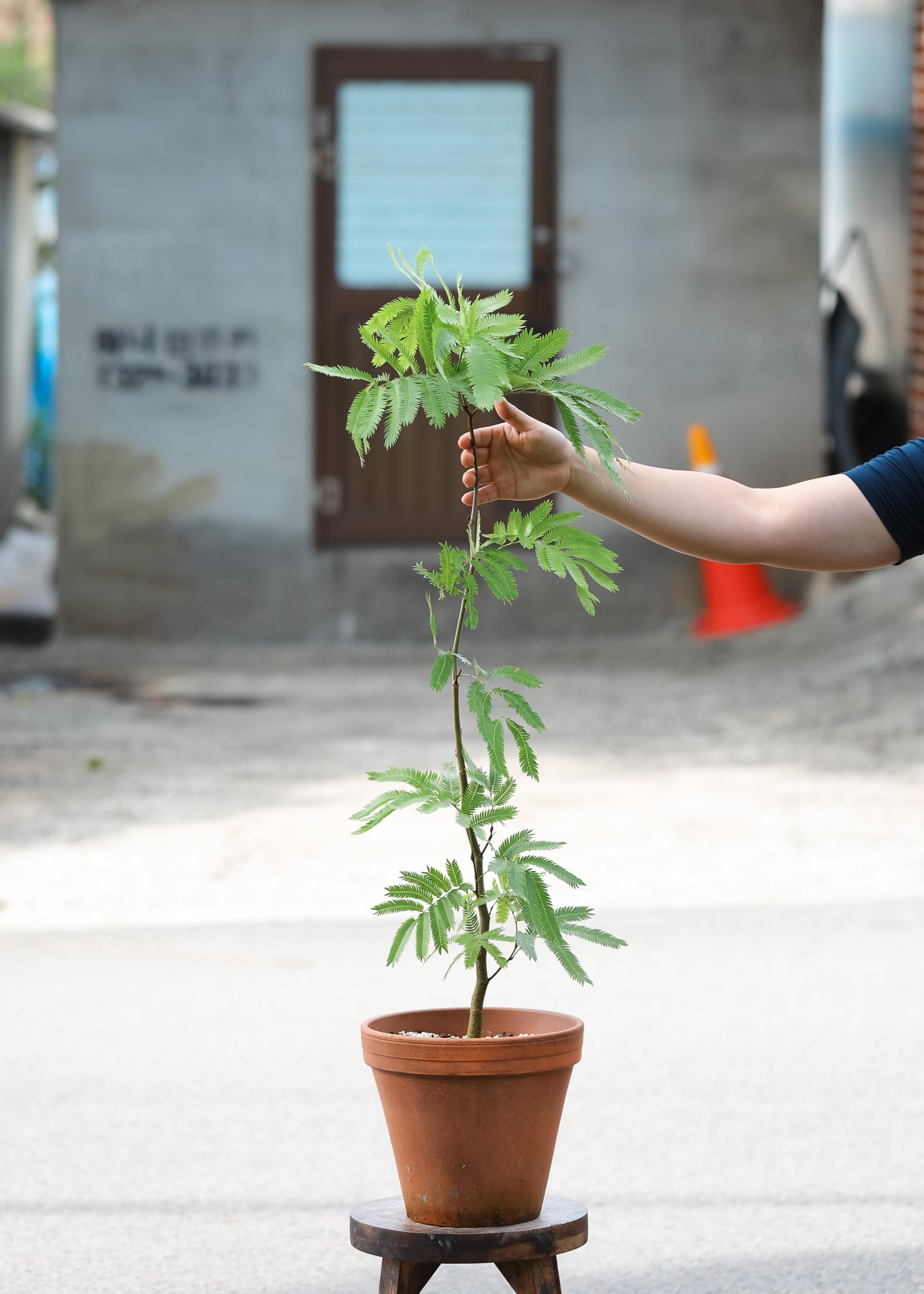 Pithecellobium confertum + Germany simple pot 에버 후레쉬 + 독일 심플팟