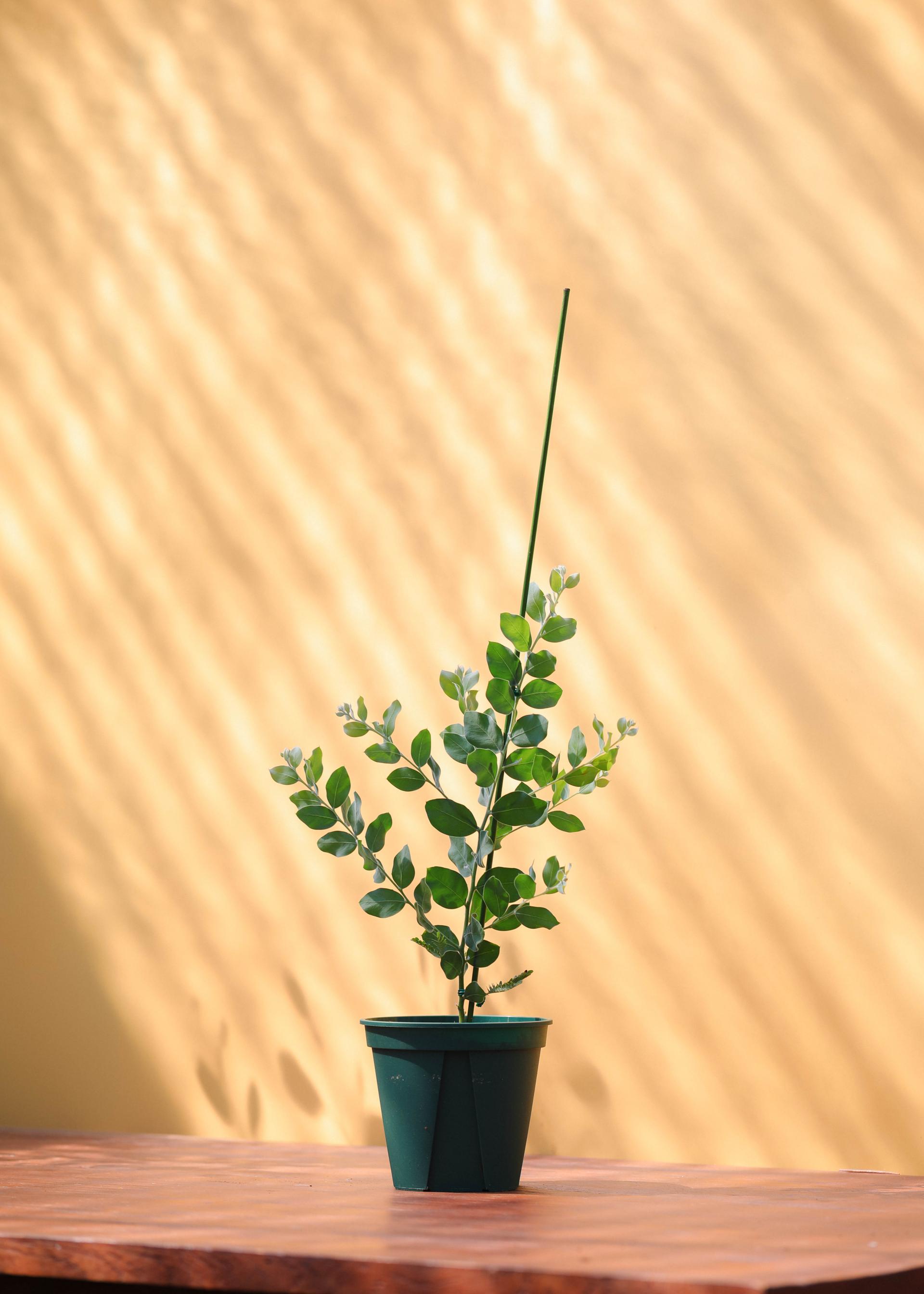 Acacia podalyriifolia 아카시아 포달리리폴리아 준중품