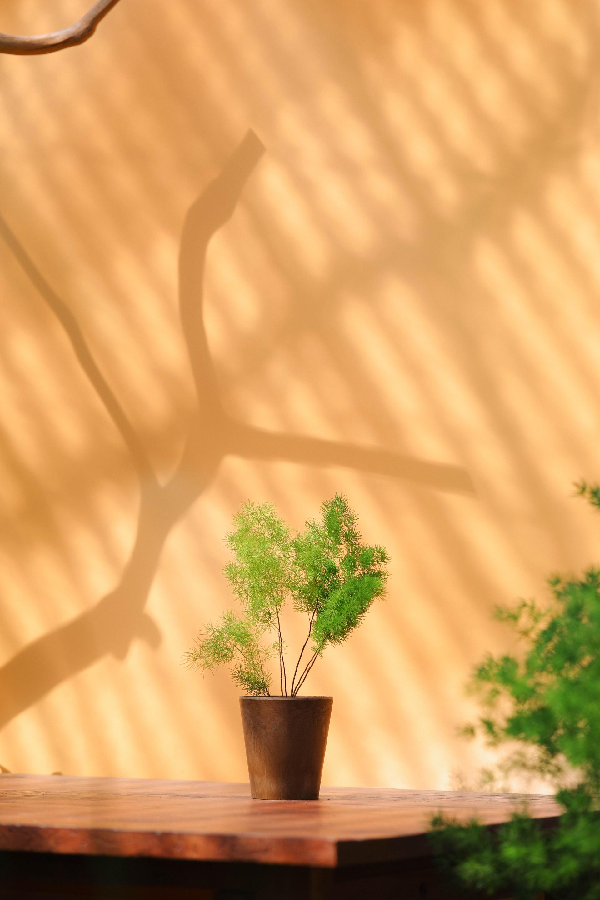 Asparagus myriocladus + Marble pot 아스파라거스 미리오클라두스 소품 + 마블팟
