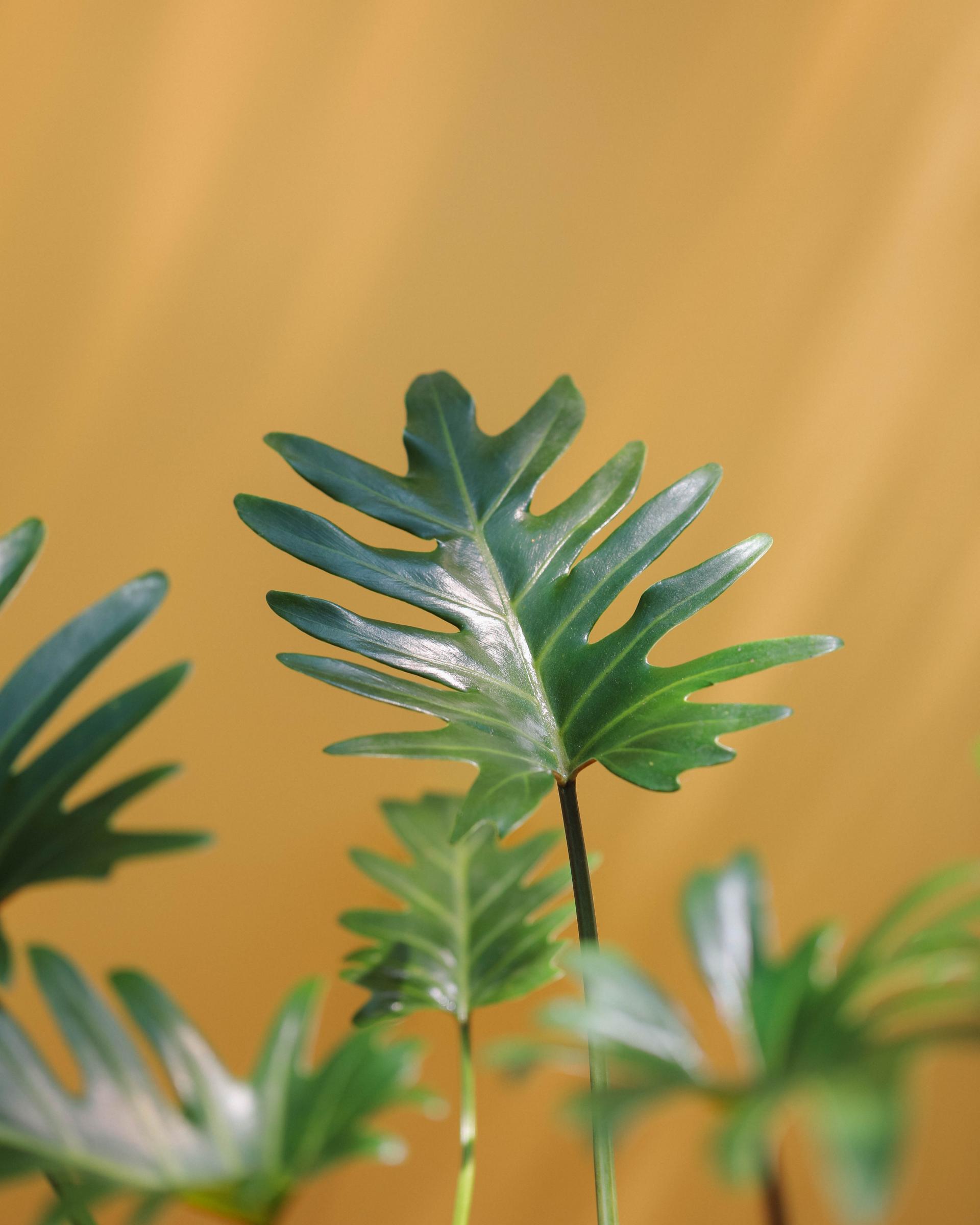 Thaumatophyllum xanadu + Gray square pot 타우마토필름 제나두 (제나두 셀렘) + 그레이 스퀘어팟