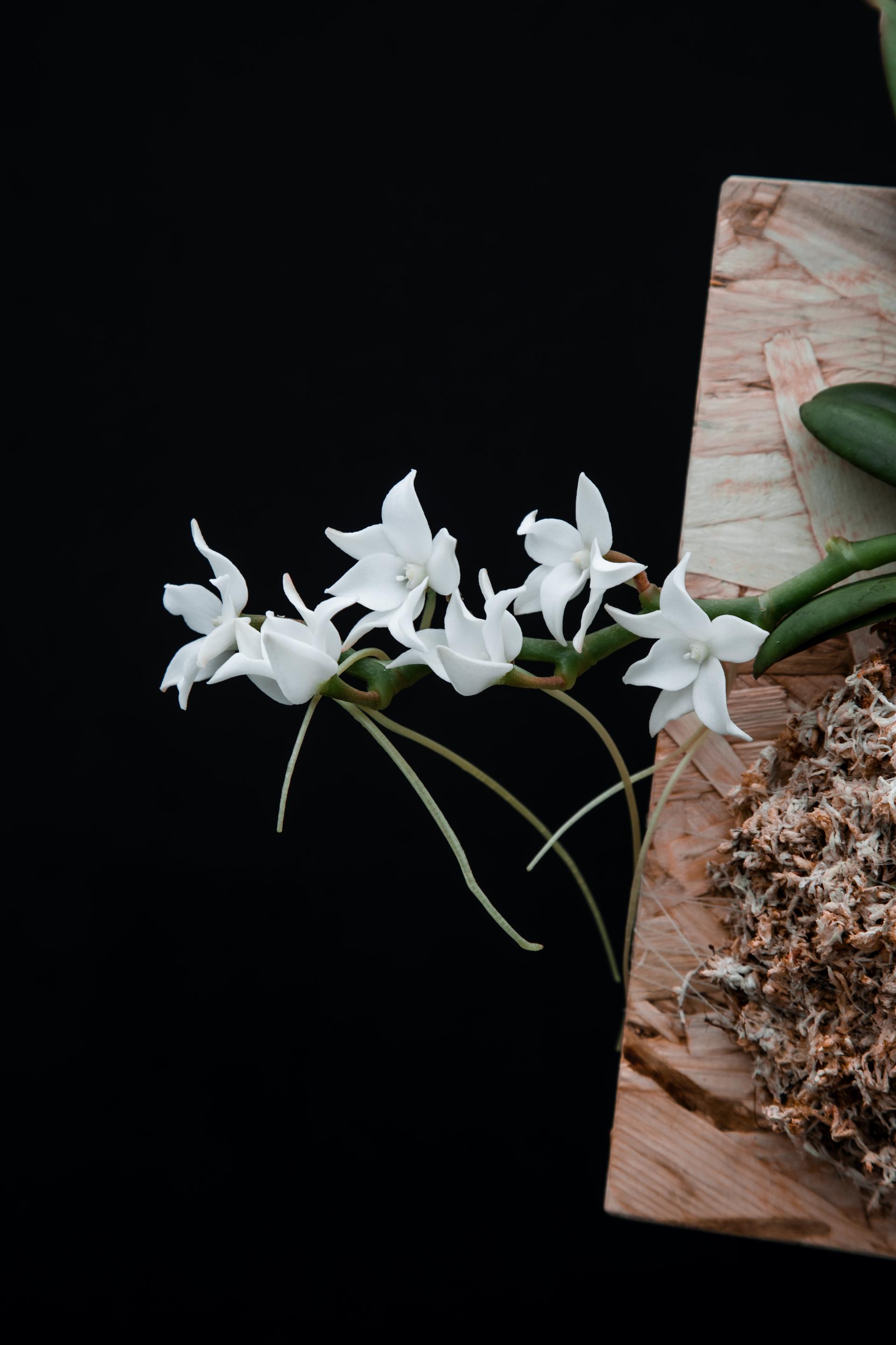Aerangis modesta 에란기스 모데스타 목부작 복제