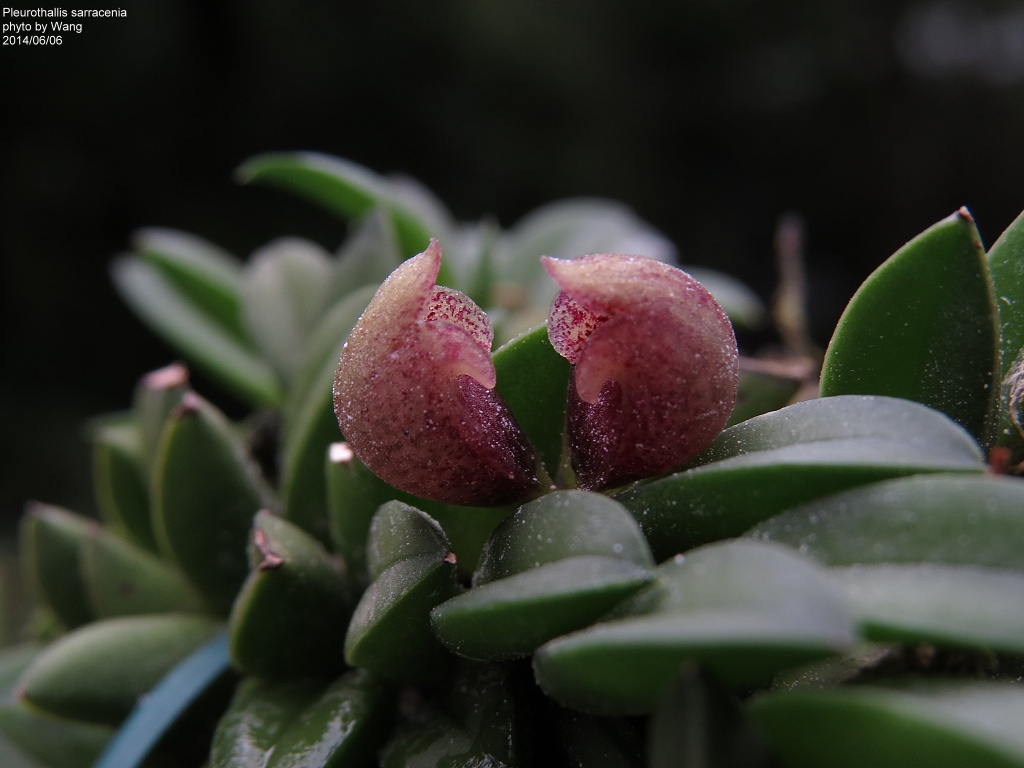 Pleurothallis sarracenia 플레로탈리스 사라세니아