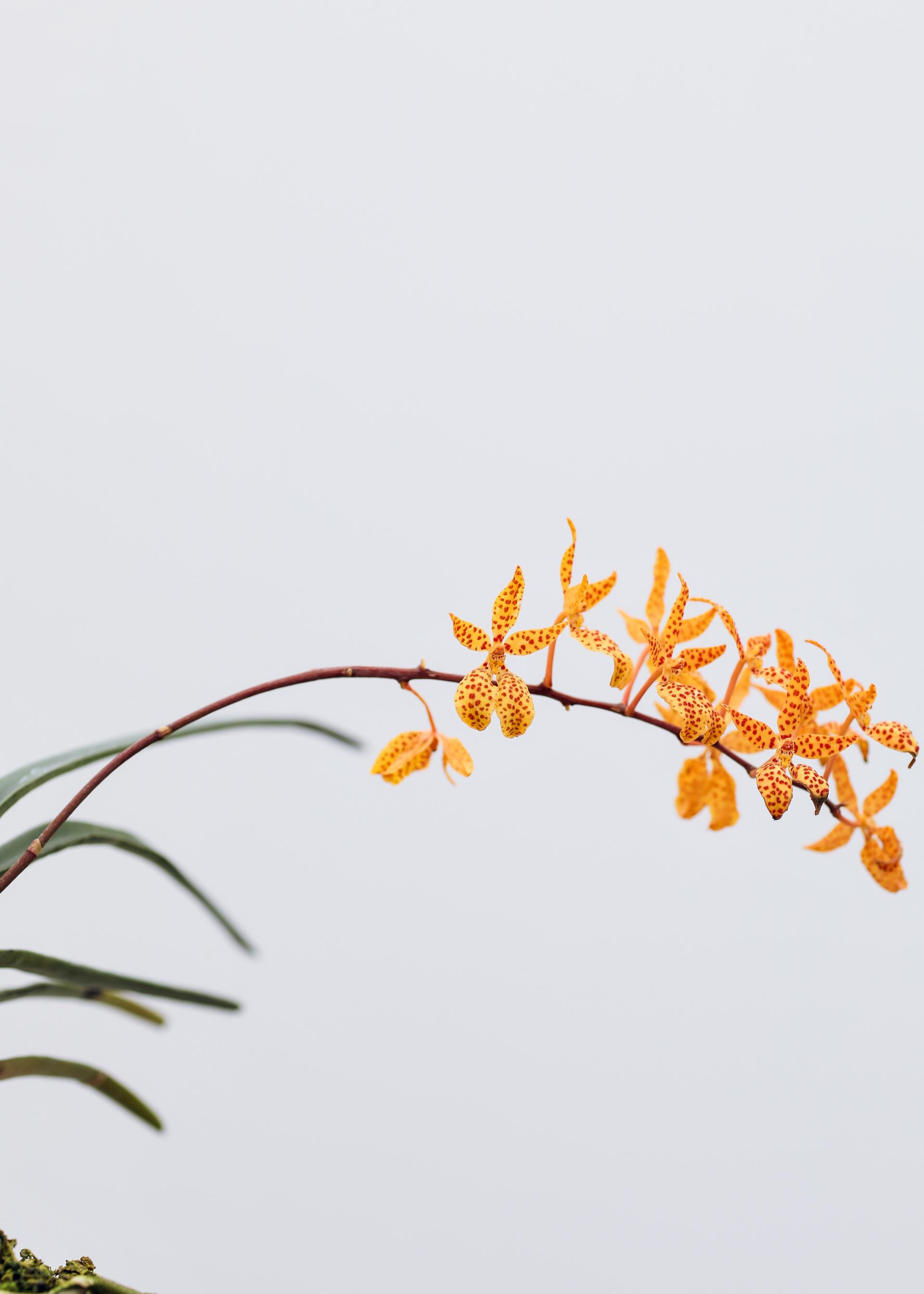 Renanthera monachica 레난세라 모나치카