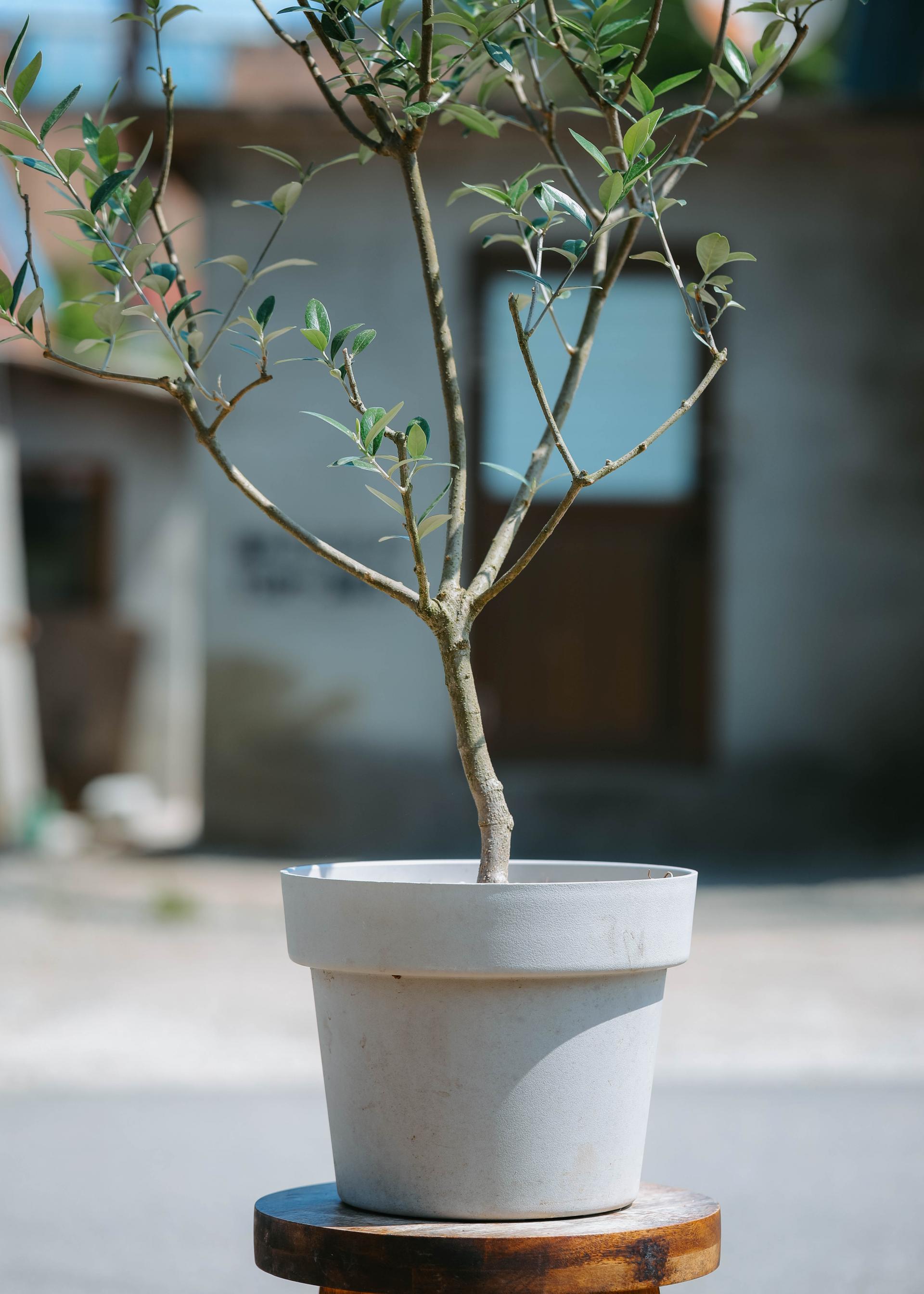 Olea europaea 'Mission olive' + Light gray pot 미션 올리브나무 + 라이트 그레이팟