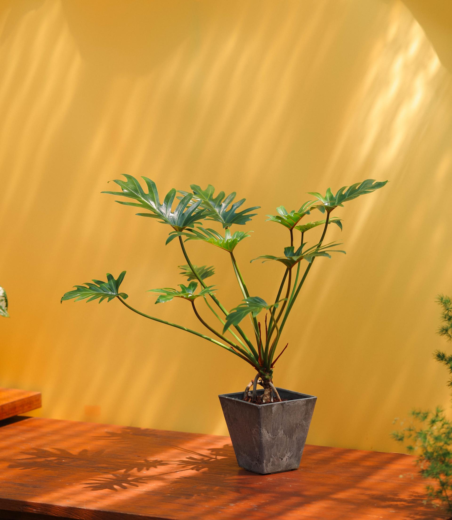 Thaumatophyllum xanadu + Gray square pot 타우마토필름 제나두 (제나두 셀렘) + 그레이 스퀘어팟