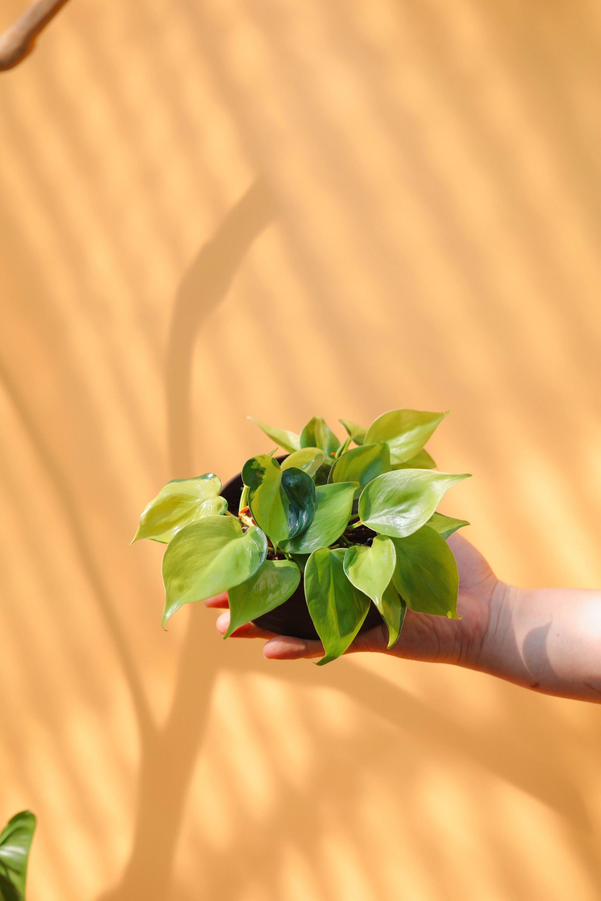 Philodendron hederaceum var. oxycardium 'Brasil' + Germany low pot 필로덴드론 헤데라세움 옥시카르디움 '브라질' + 독일 로우팟