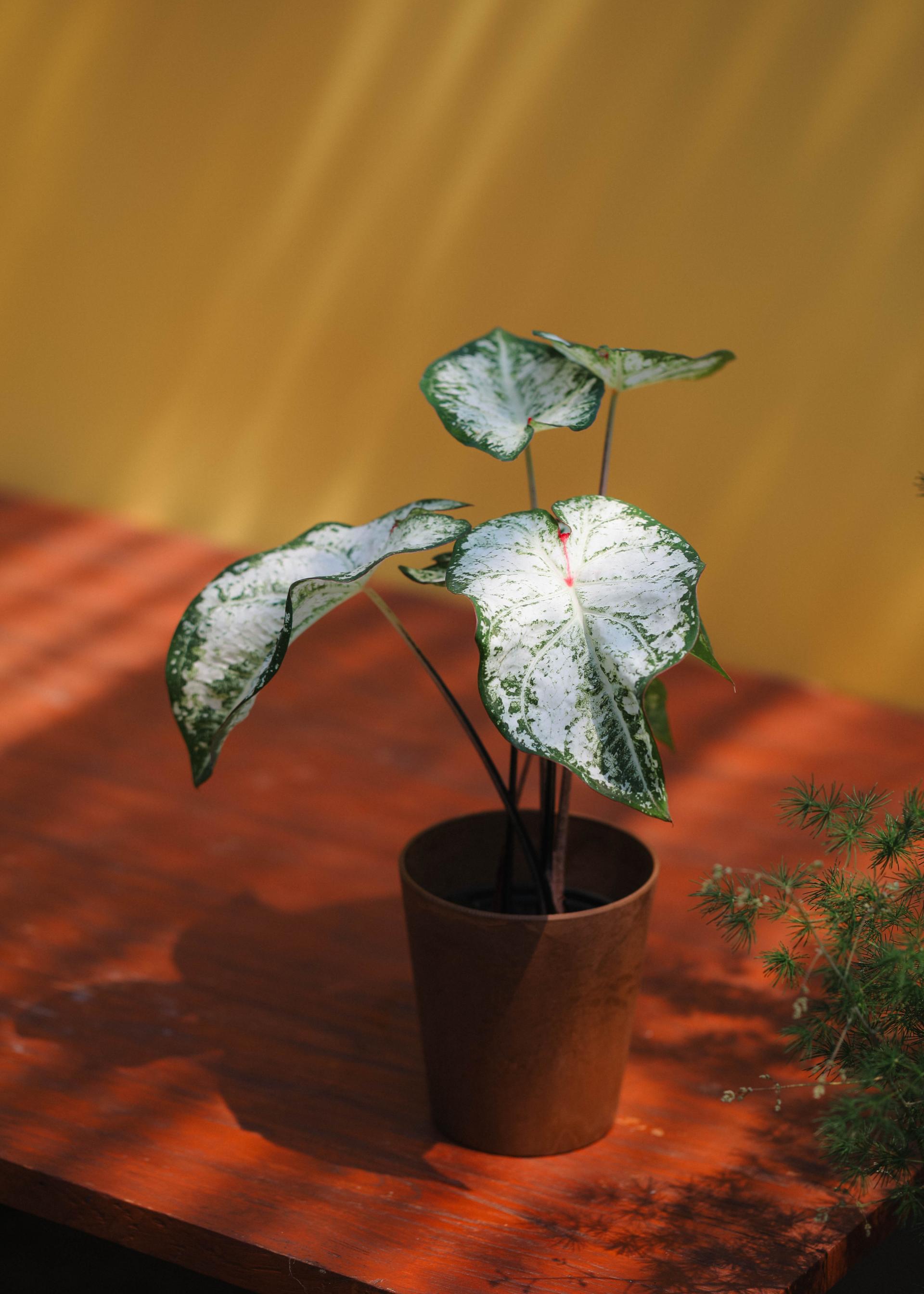 Caladium 'Snow flurry' 칼라디움 스노우 플러리