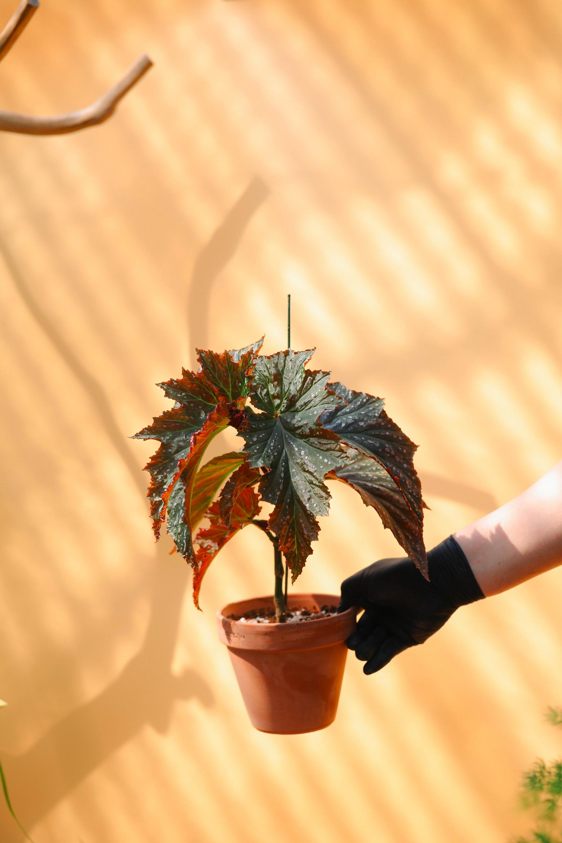 Begonia 'Janne jones' + Italy simple pot 베고니아 잔느 존스 + 이태리 심플팟