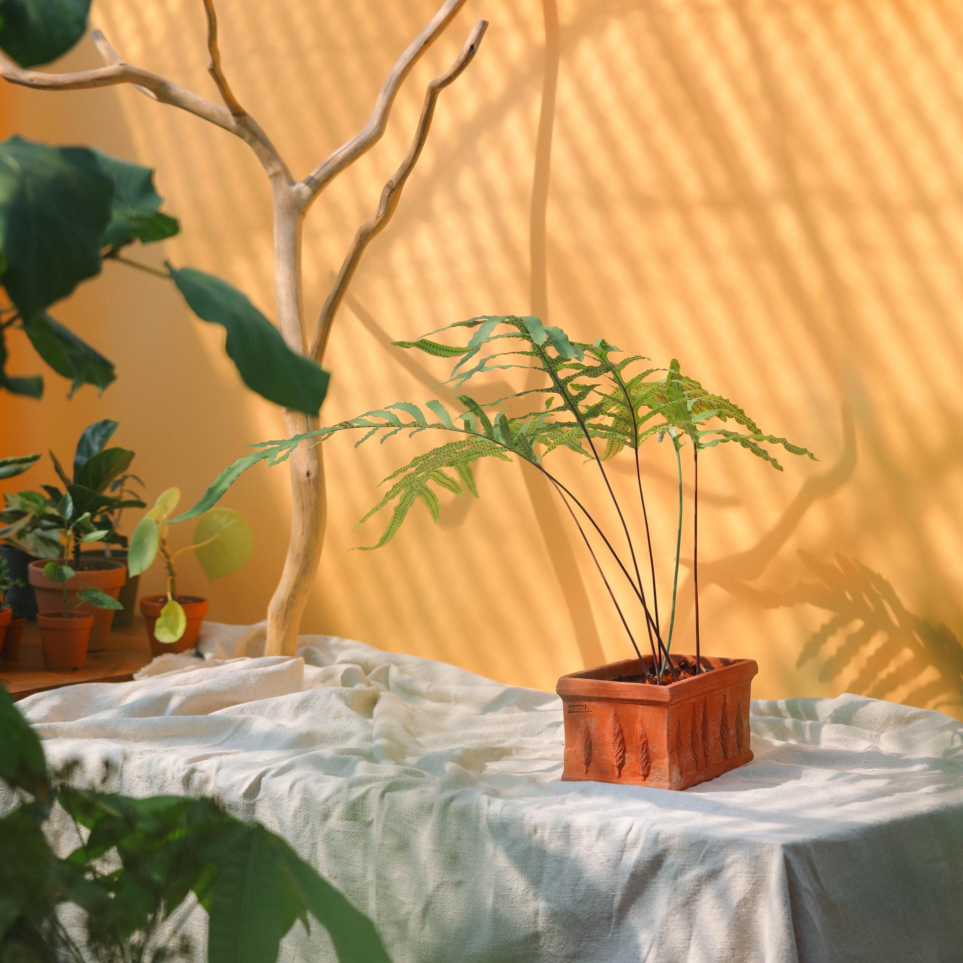 Phlebodium aureum + Italy oblong pot 플레보디움 아우레움 (원종) + 이태리 직사각팟