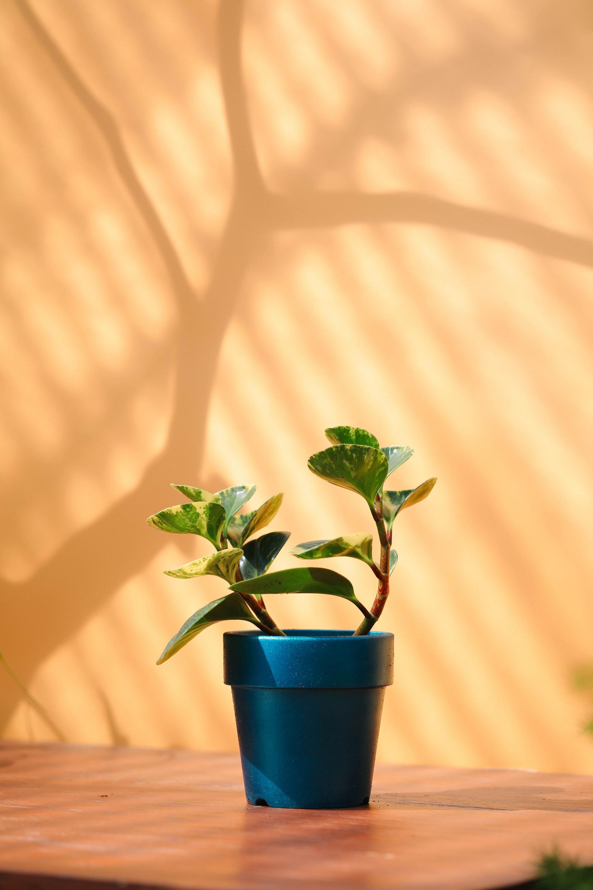 Peperomia obtusifolia variegated + Atlantic glossy pot 페페로미아 옵투시폴리아 무늬종 + 아틀란틱 글로시팟