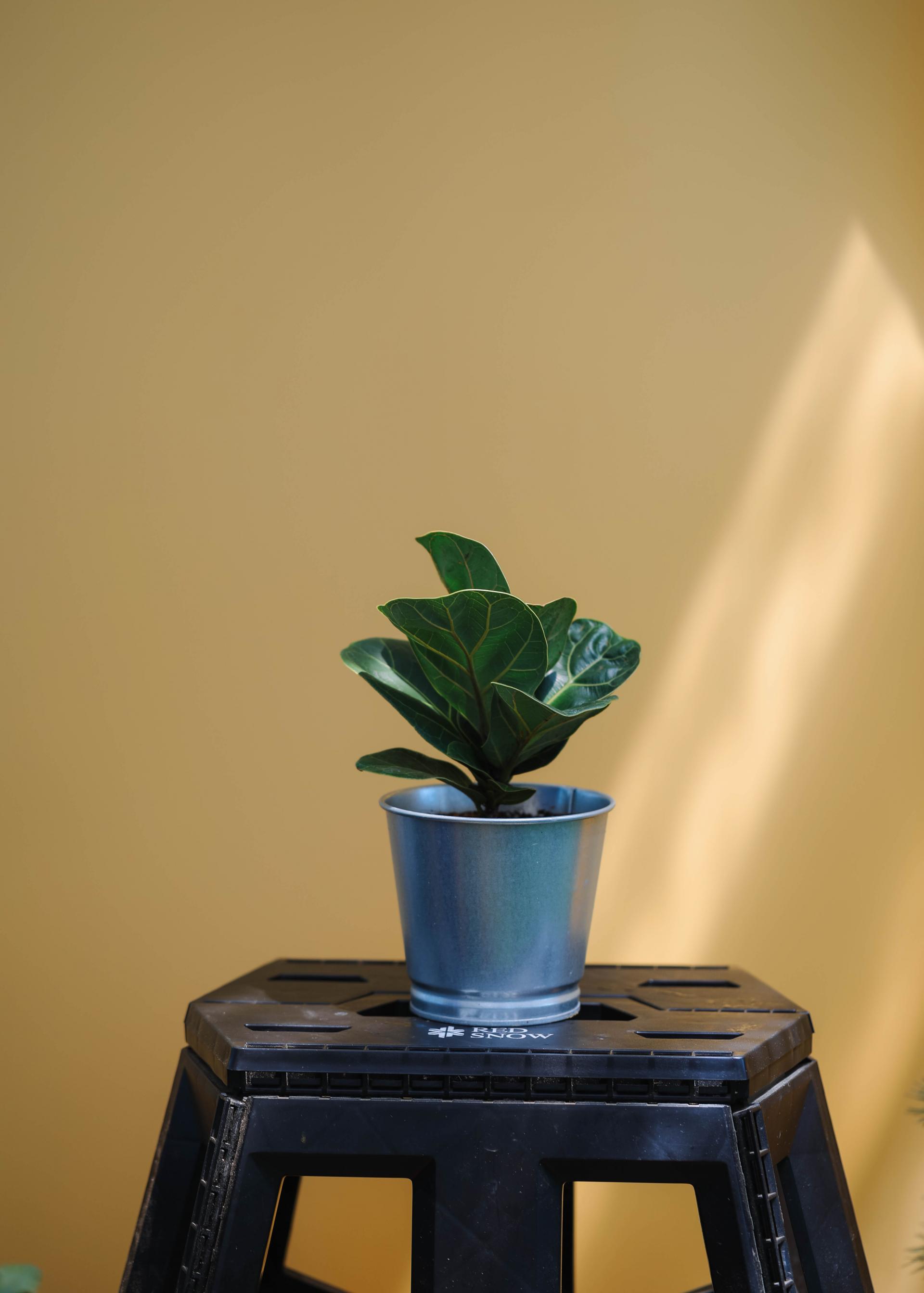 Ficus lyrata + Tin basket 휘커스 라이라타 (떡갈 고무나무) + 틴 바스켓