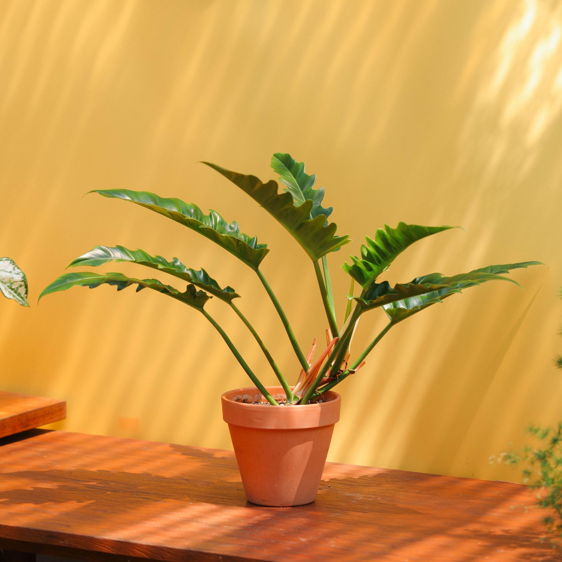 Philodendron 'Jungle Boogie' + Italy simple pot 필로덴드론 정글부기 + 이태리 심플팟