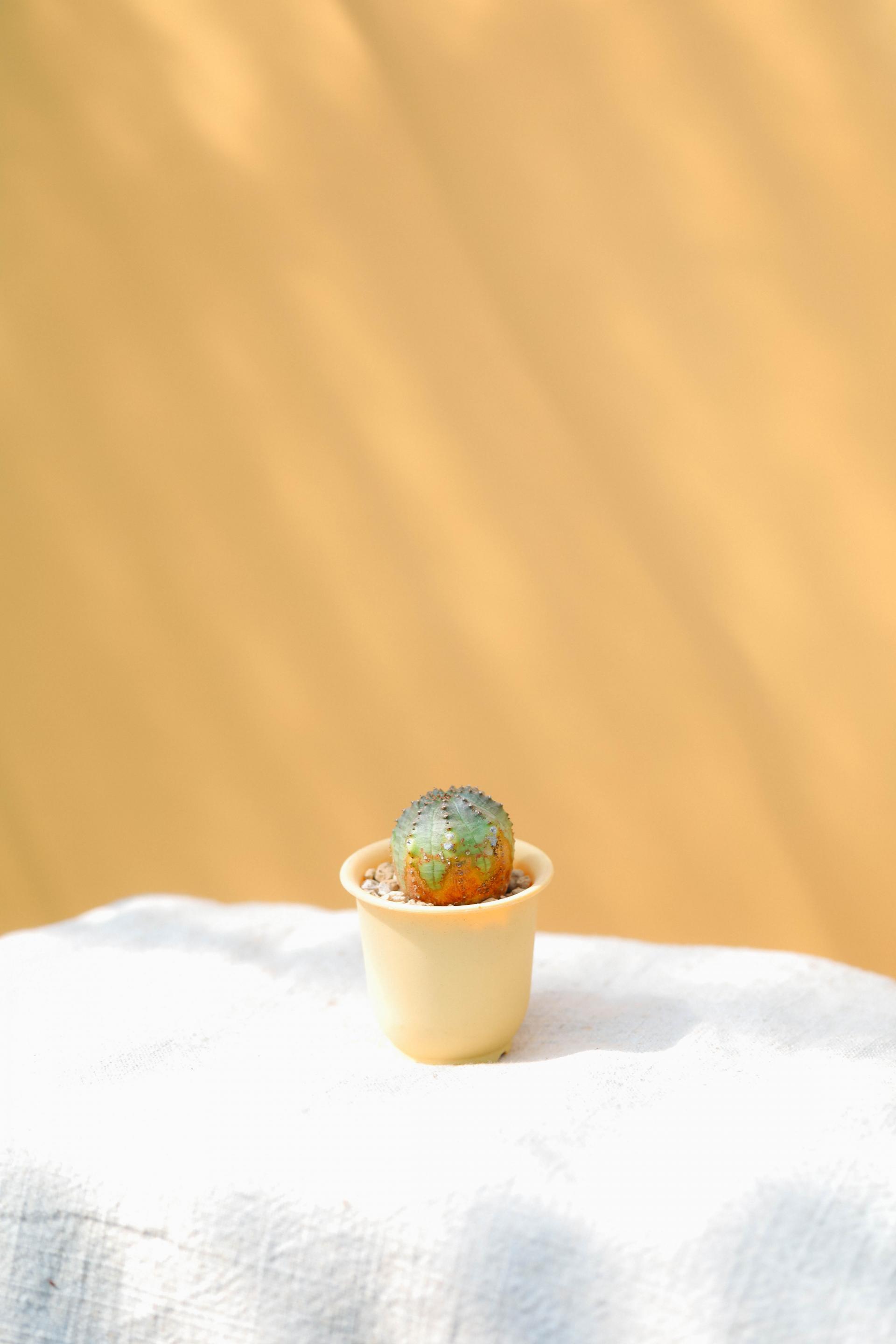Euphorbia pseudoglobosa + Mini honey jar pot 유포르비아 수도글로보사 (오베사 몬스터) + 미니 허니자르팟 복제