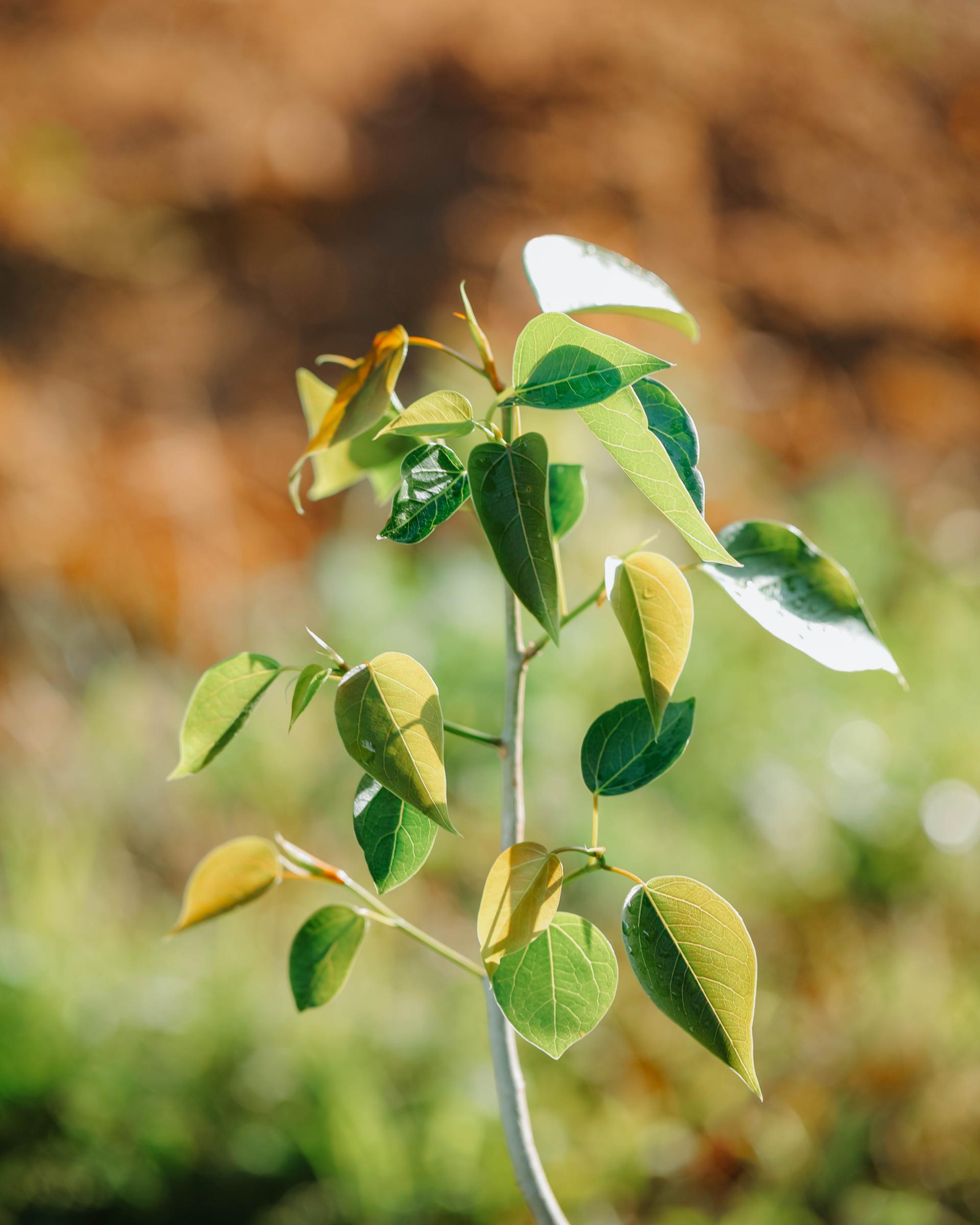 Ficus rumphii 휘커스 럼피