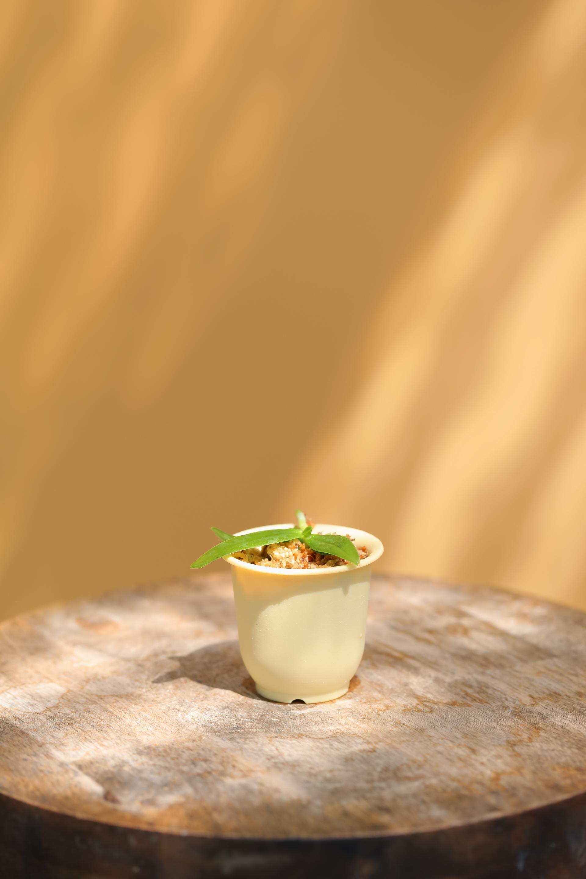 Tuberolabium kotoense + Mini honey jar pot 아리산 풍란 + 미니 허니자르팟